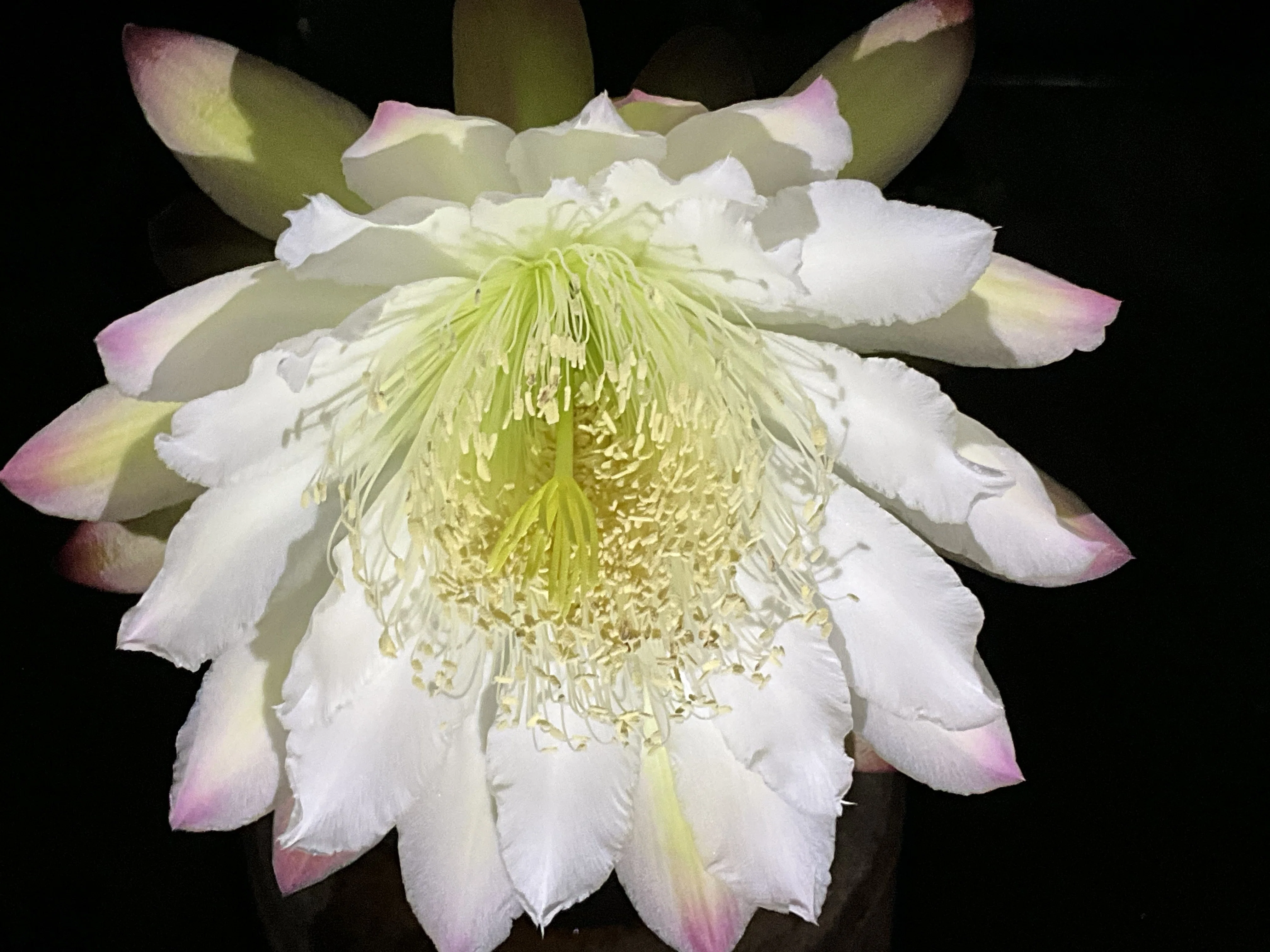 サボテンの鬼面角（京都府立植物園）：2026年8月21日（金）｜藤井秀昭