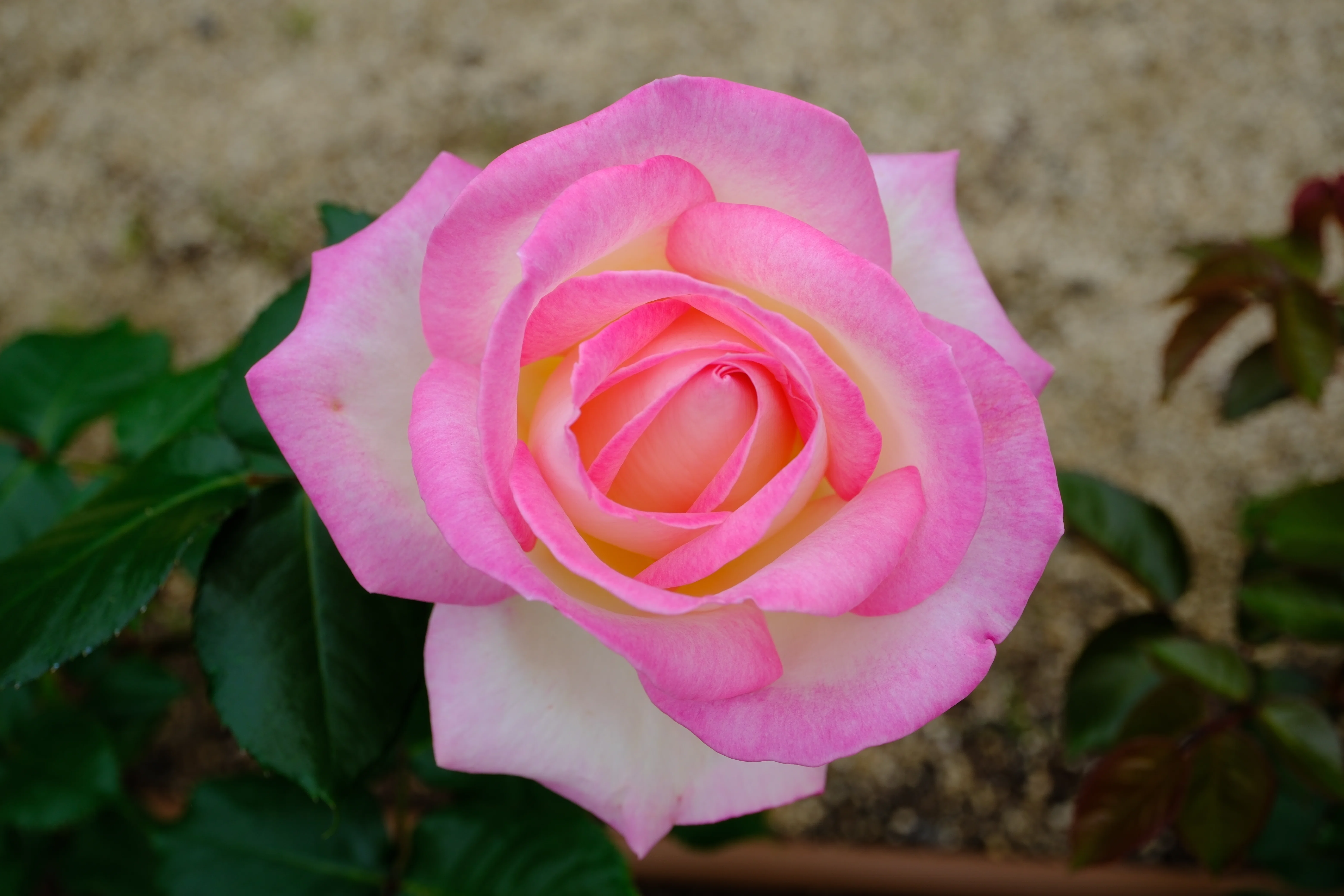 📷X-T30III × 🌹Nakanoshima Rose Garden | 🇫🇷Princess de Monaco
