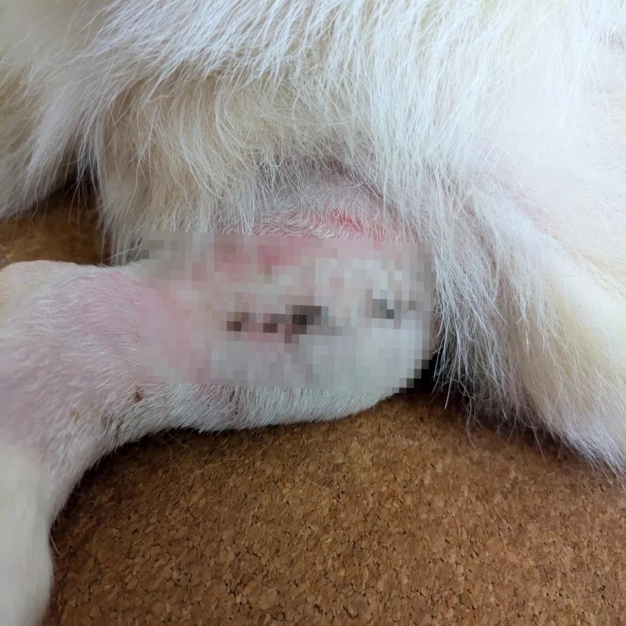犬 抜糸 後 なめる