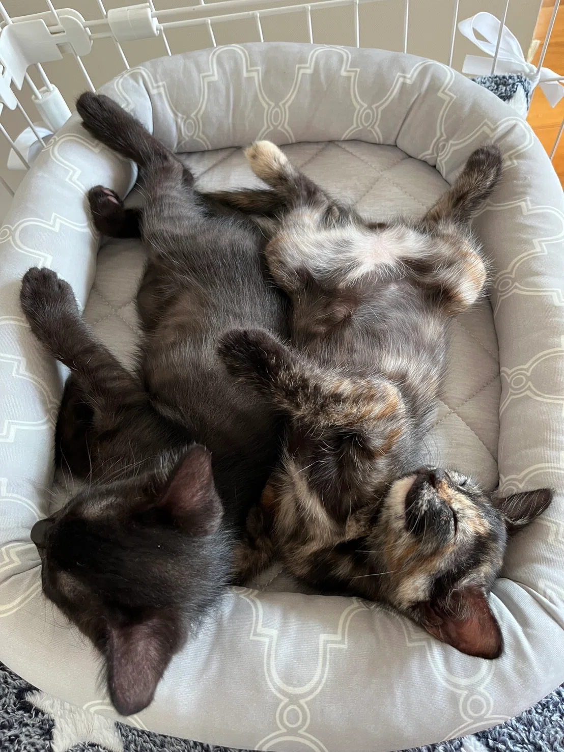実は苦手だった。でも今は——サビ猫ななが教えてくれたこと🐾|七夕から始まった保護猫との暮らし