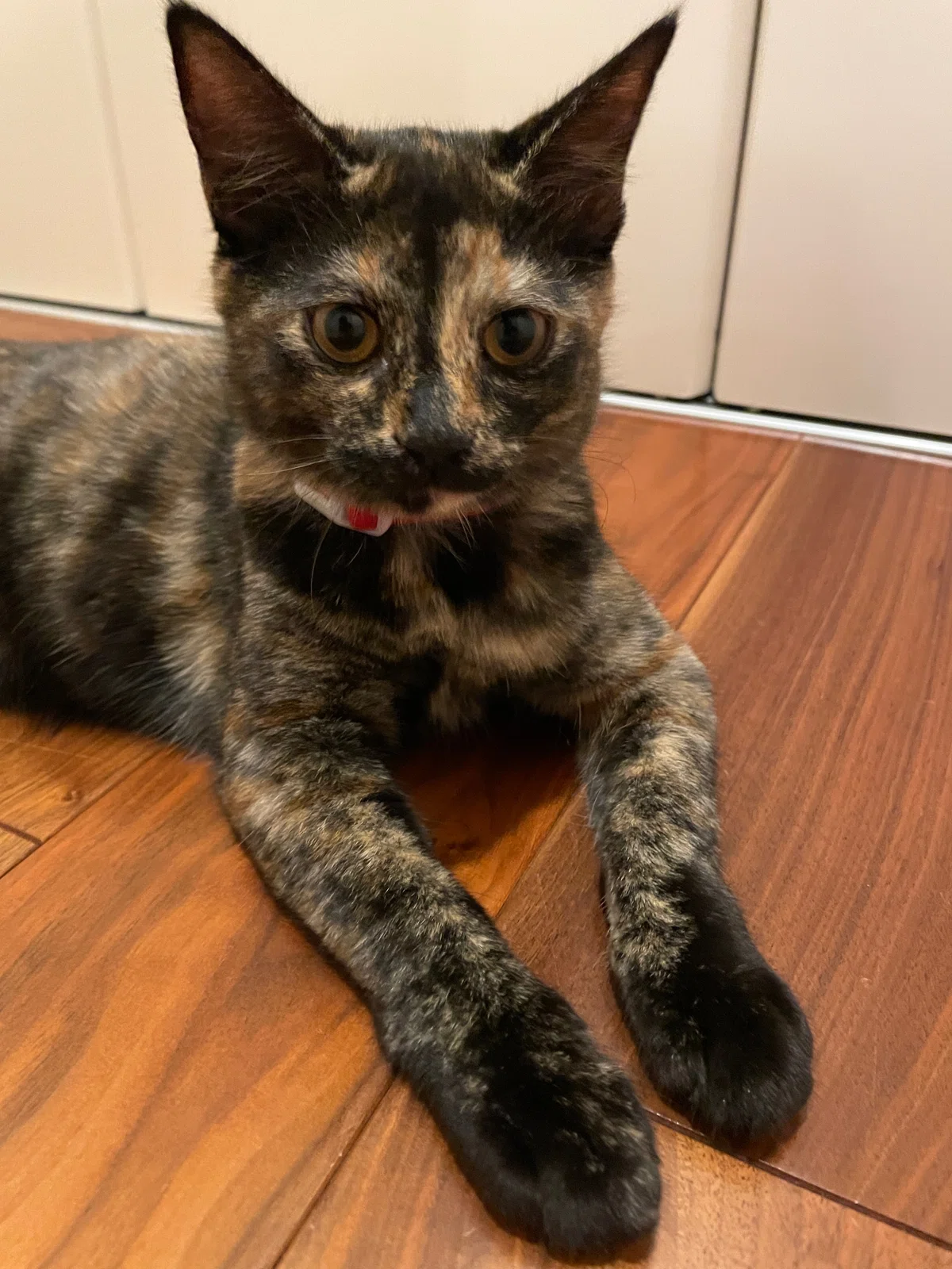 実は苦手だった。でも今は——サビ猫ななが教えてくれたこと🐾|七夕から始まった保護猫との暮らし