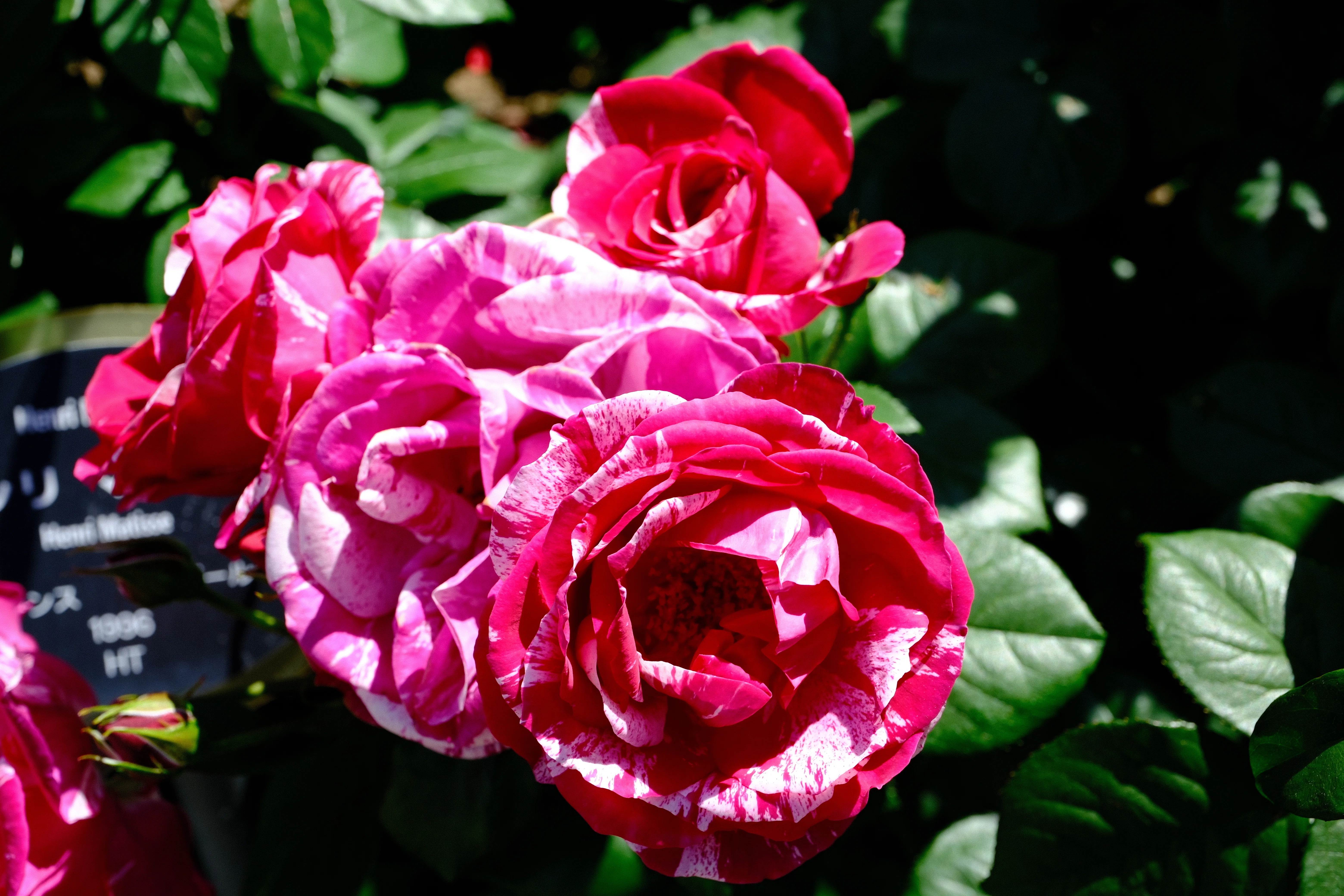 📷X-T30III × 🌹中之島バラ園 ｜ 🇫🇷アンリ・マティス（Henri Matisse