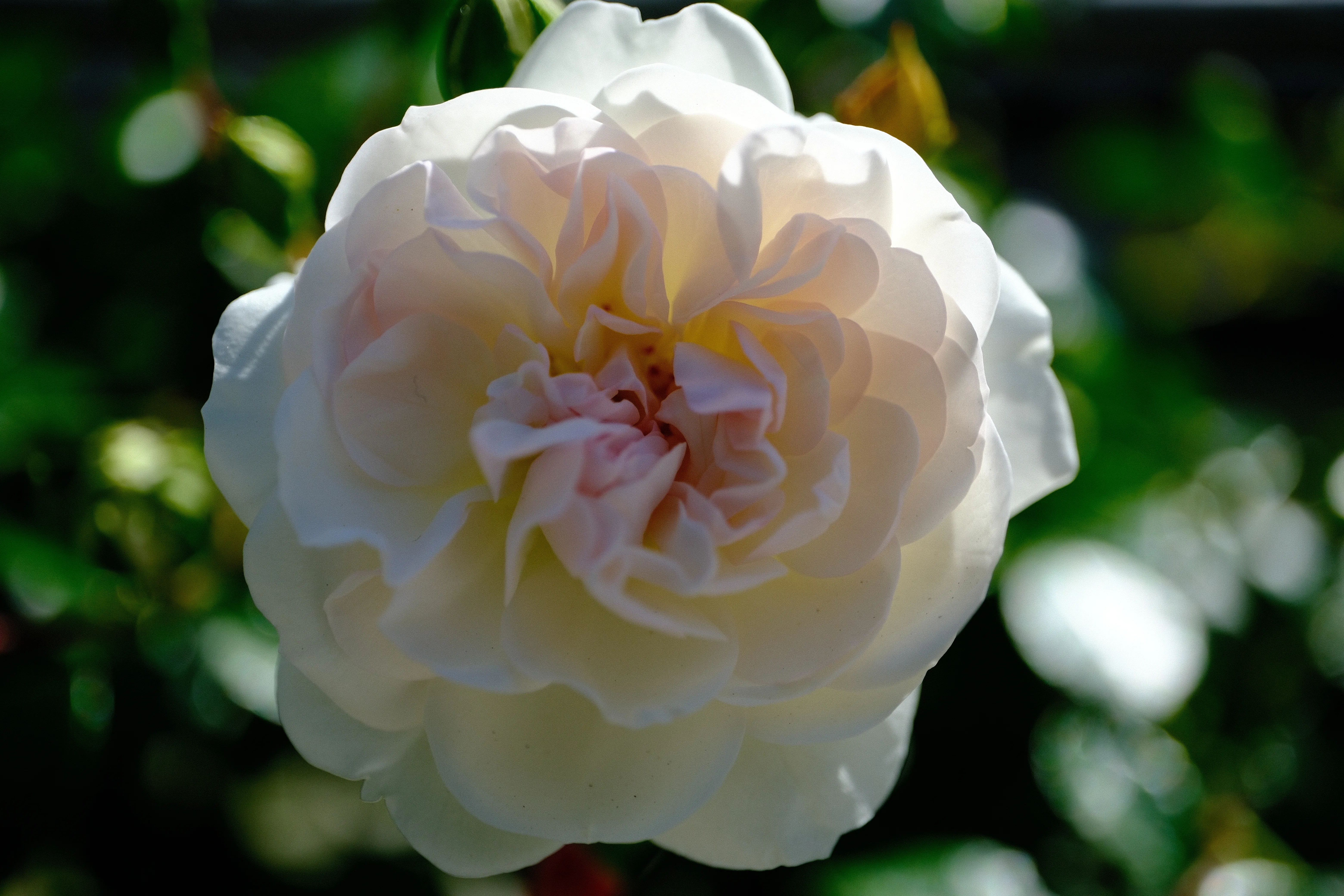 📷X-T30III × 🌹中之島バラ園 ｜ 🇫🇷スワニー（Swany）｜ぱぽにゃん🌹🌳