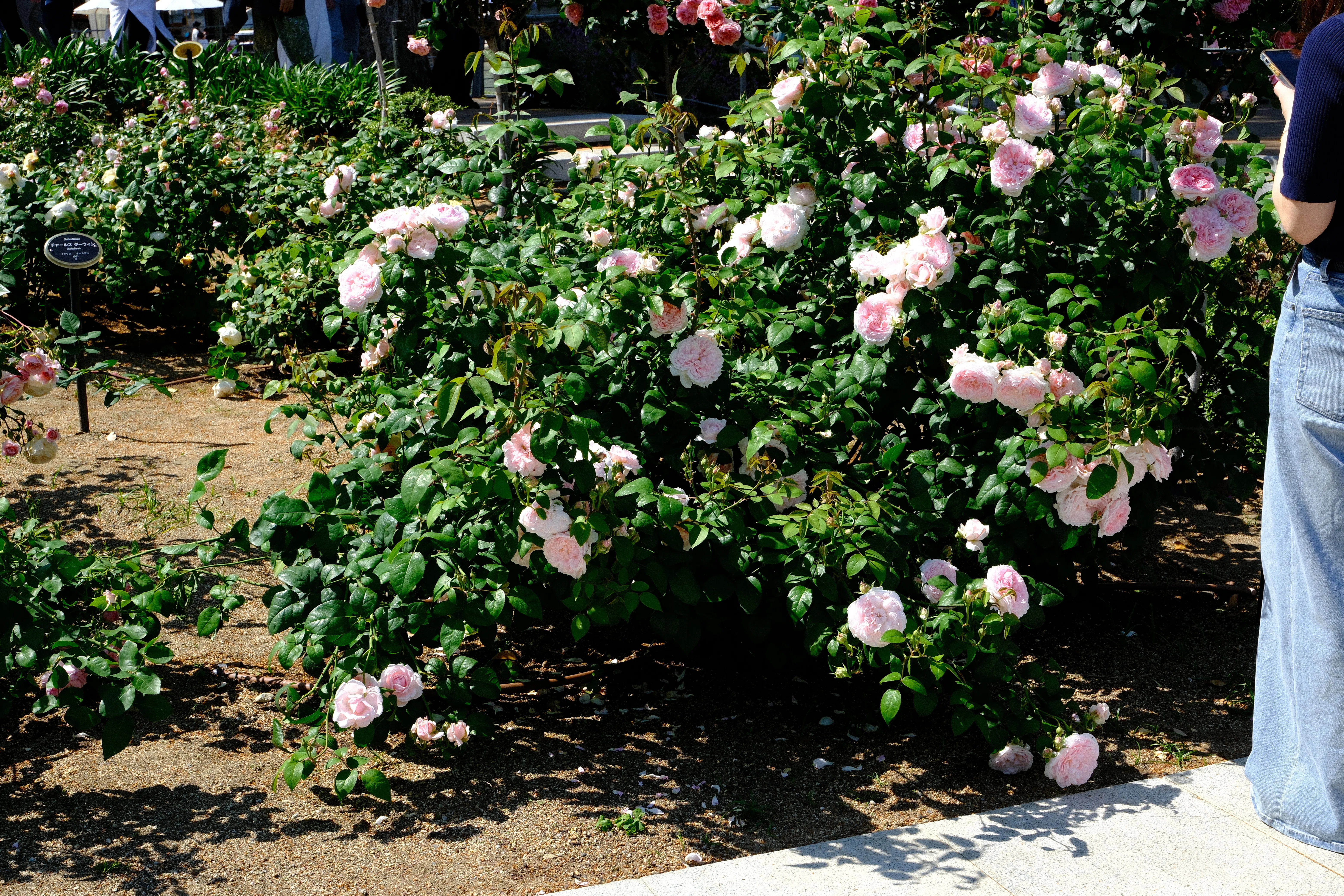 📷X-T30III × 🌹Nakanoshima Rose Garden | 🇬🇧Masako (Eglantyne