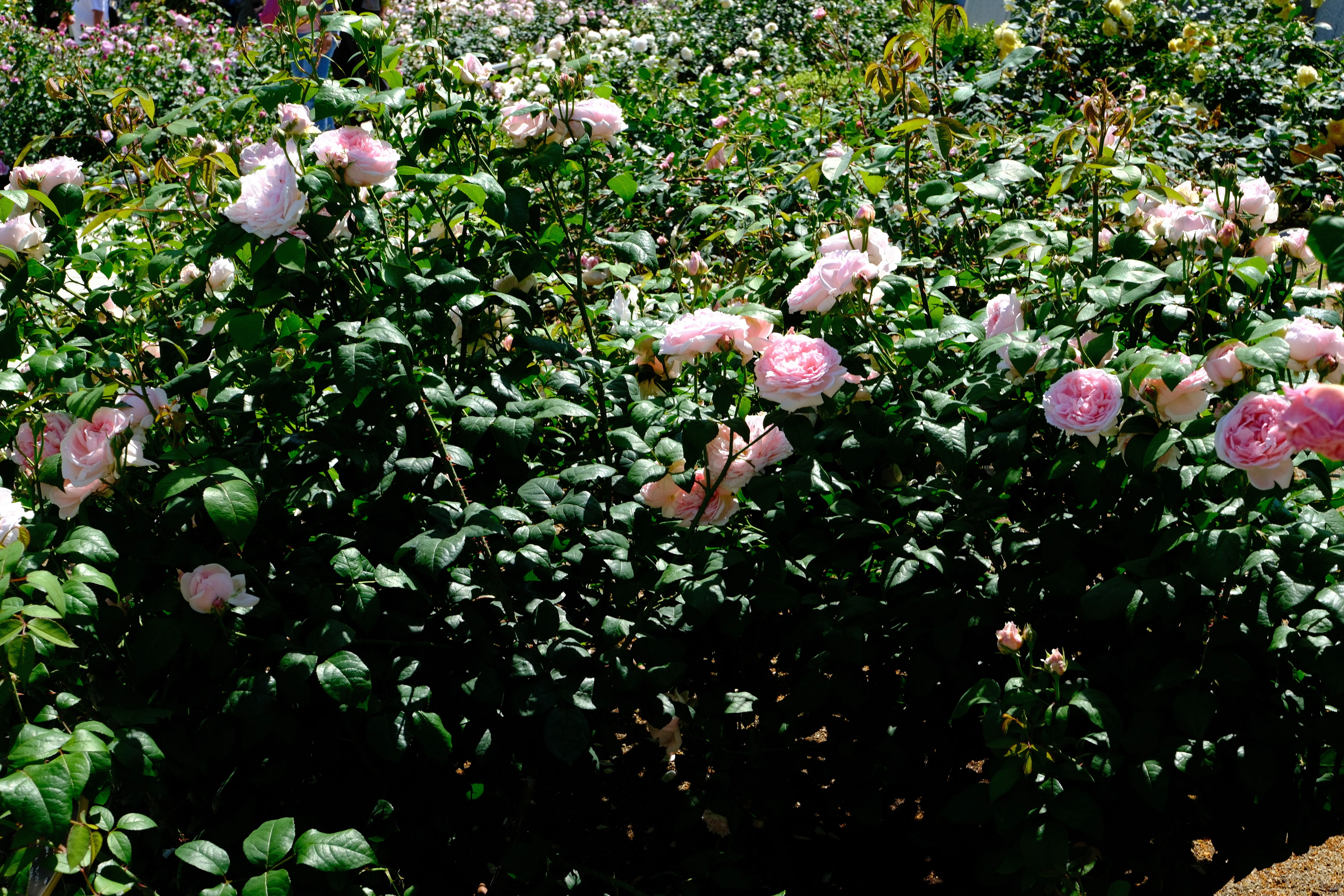 📷X-T30III × 🌹中之島バラ園 ｜ 🇬🇧マサコ（Eglantyne）｜ぱぽにゃん🌹🌳