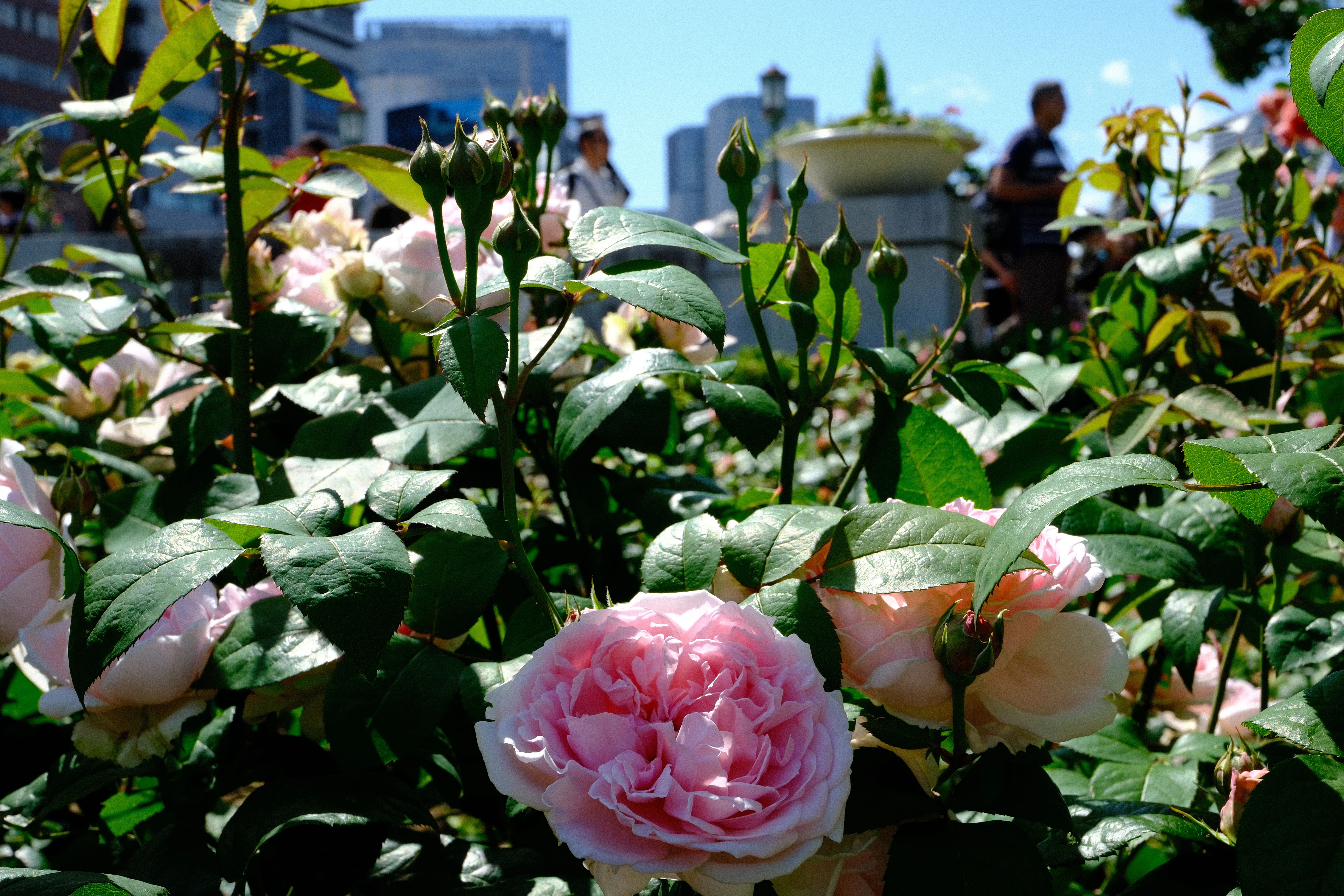 📷X-T30III × 🌹Nakanoshima Rose Garden | 🇬🇧Masako (Eglantyne