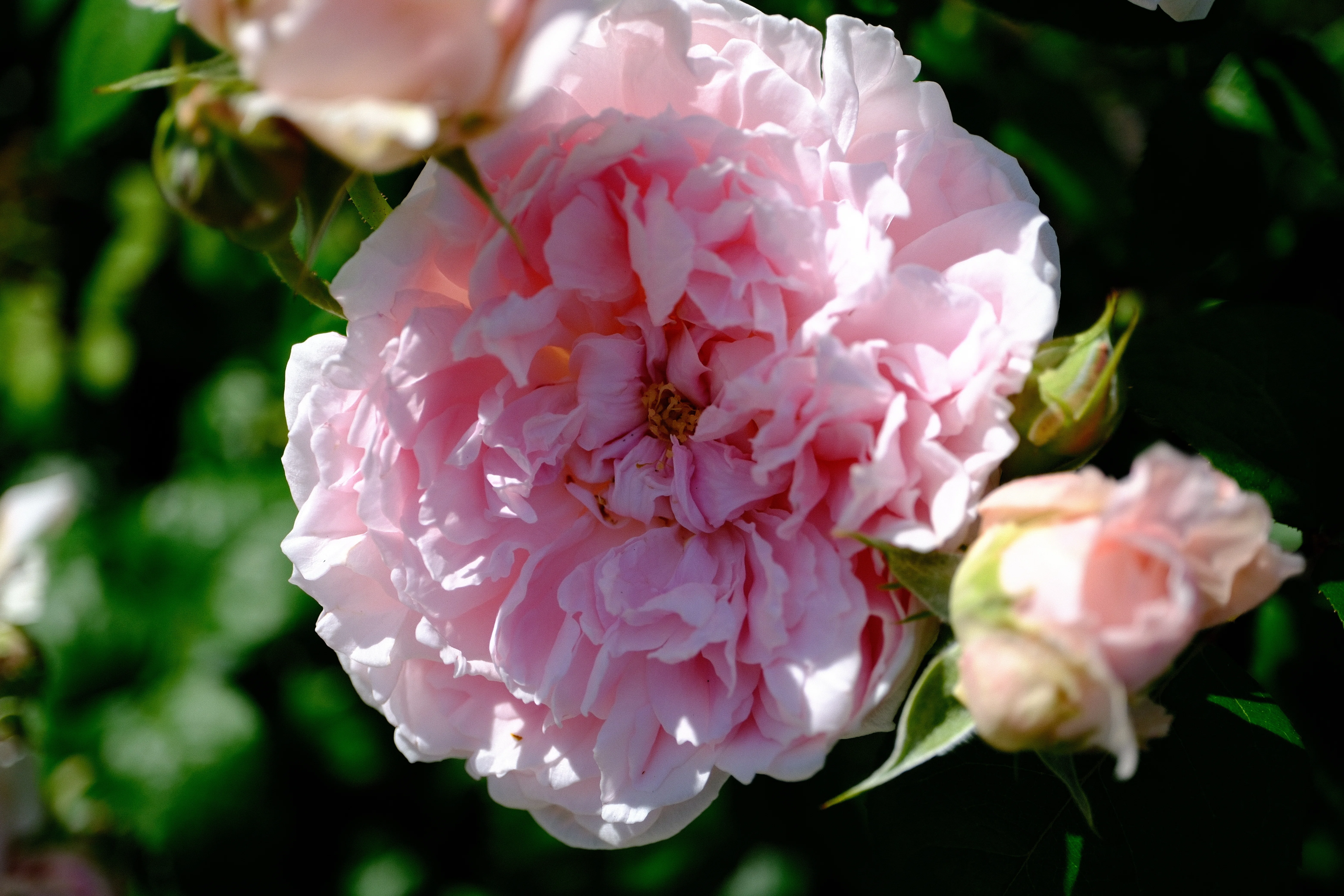 📷X-T30III × 🌹Nakanoshima Rose Garden | 🇬🇧Masako (Eglantyne