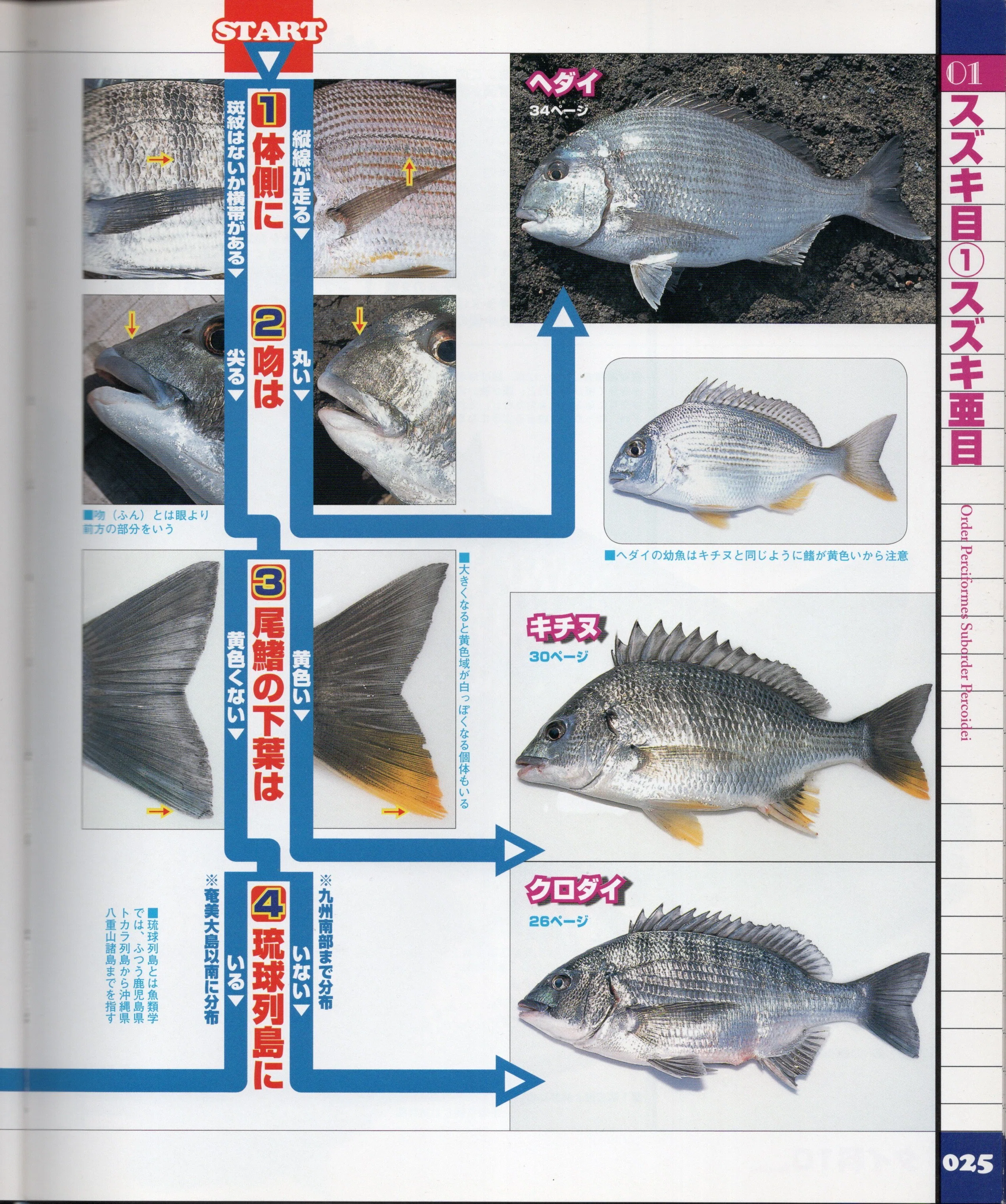 日本産魚類検索 全種の同 本 定 第三版