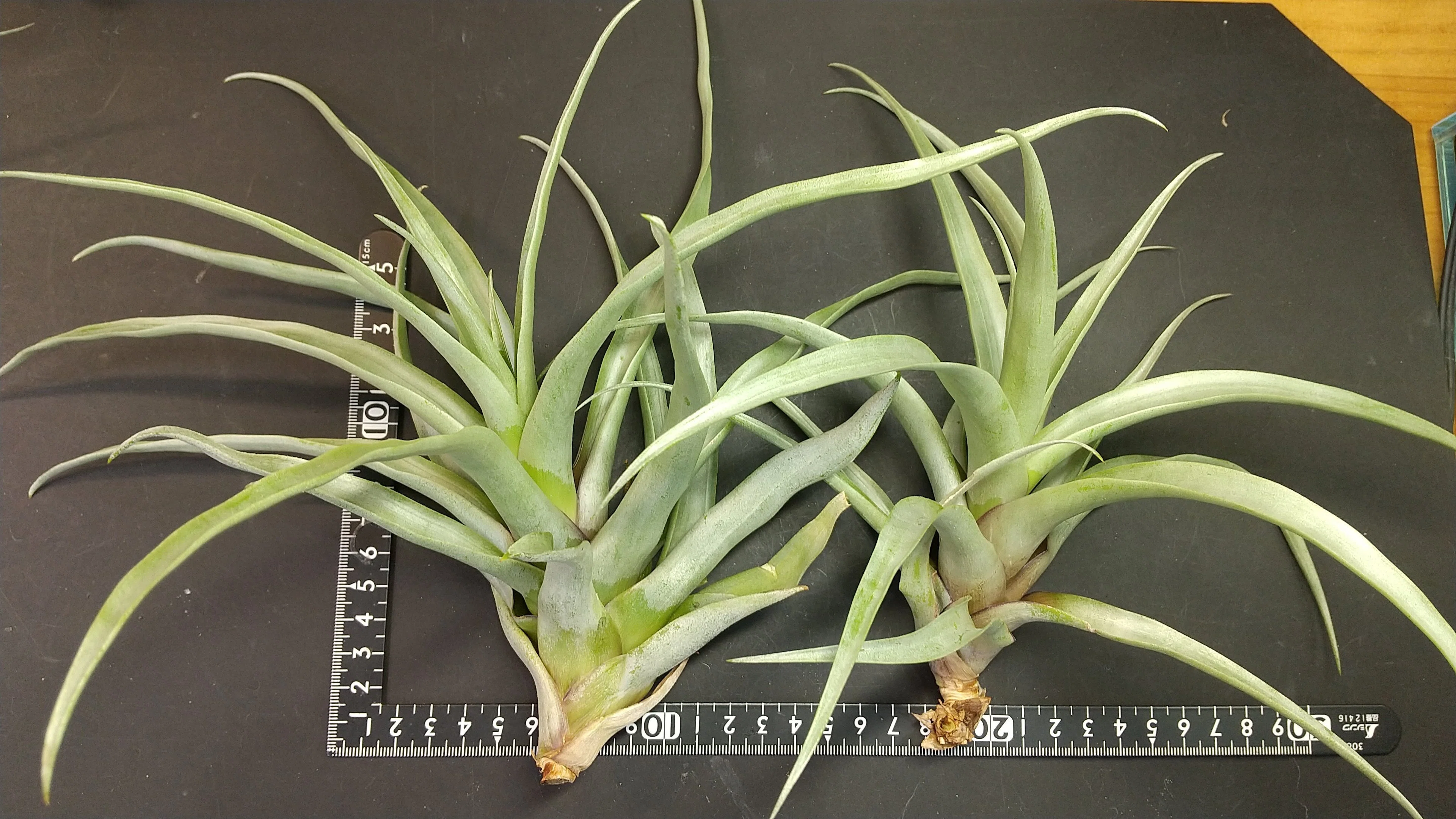 チランジア入荷リスト8/18｜NatureGarden🌿神田