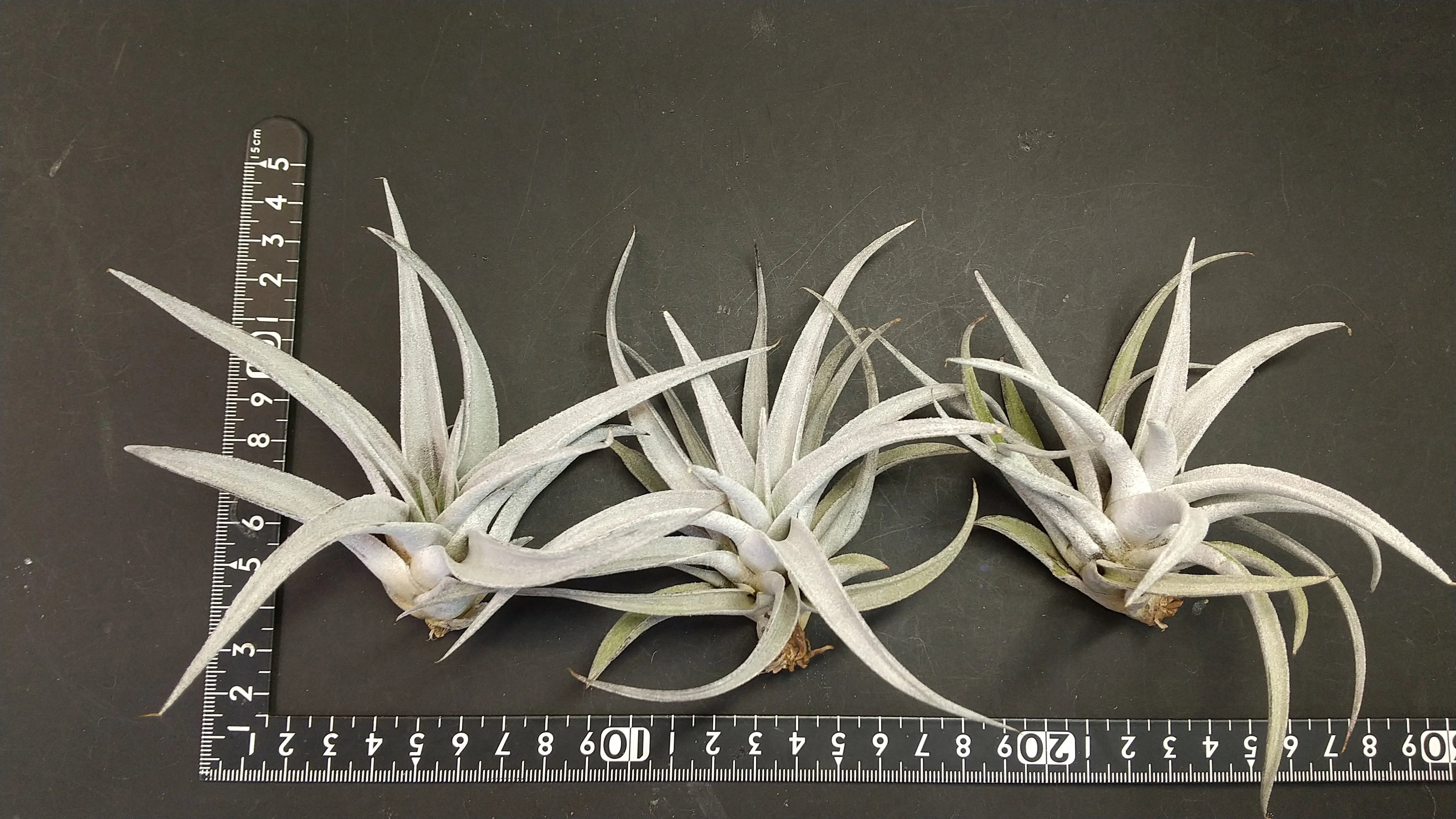 画像のチランジア全て チランジア入荷リスト8/18｜NatureGarden🌿神田