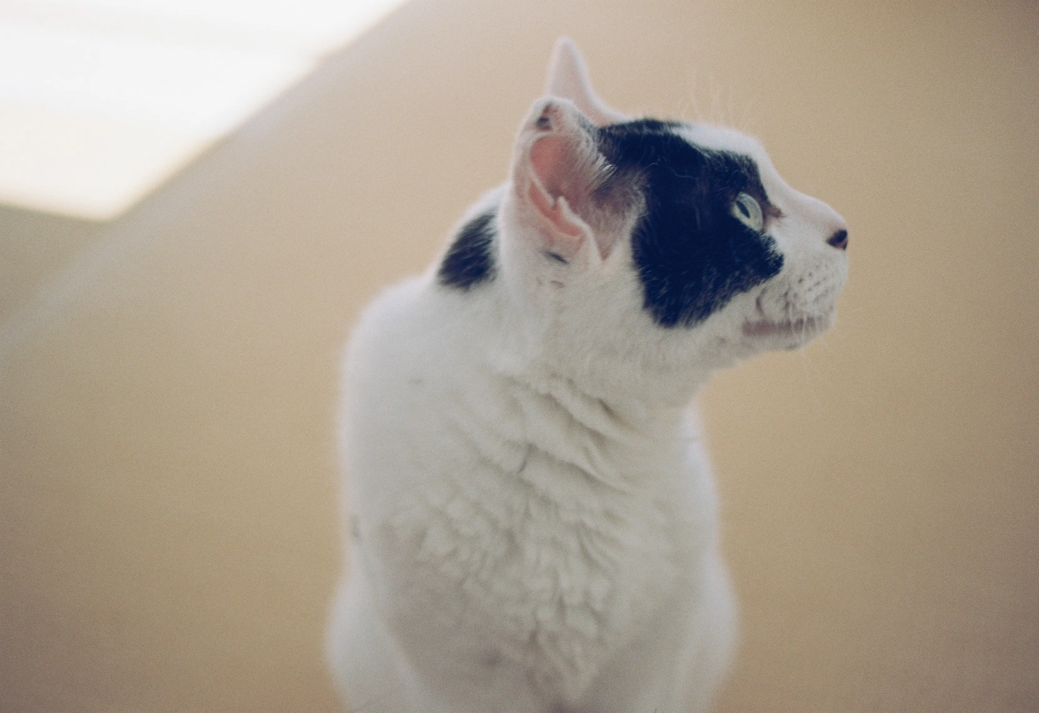 フィルムカメラとうちのねこ #53｜tabatak