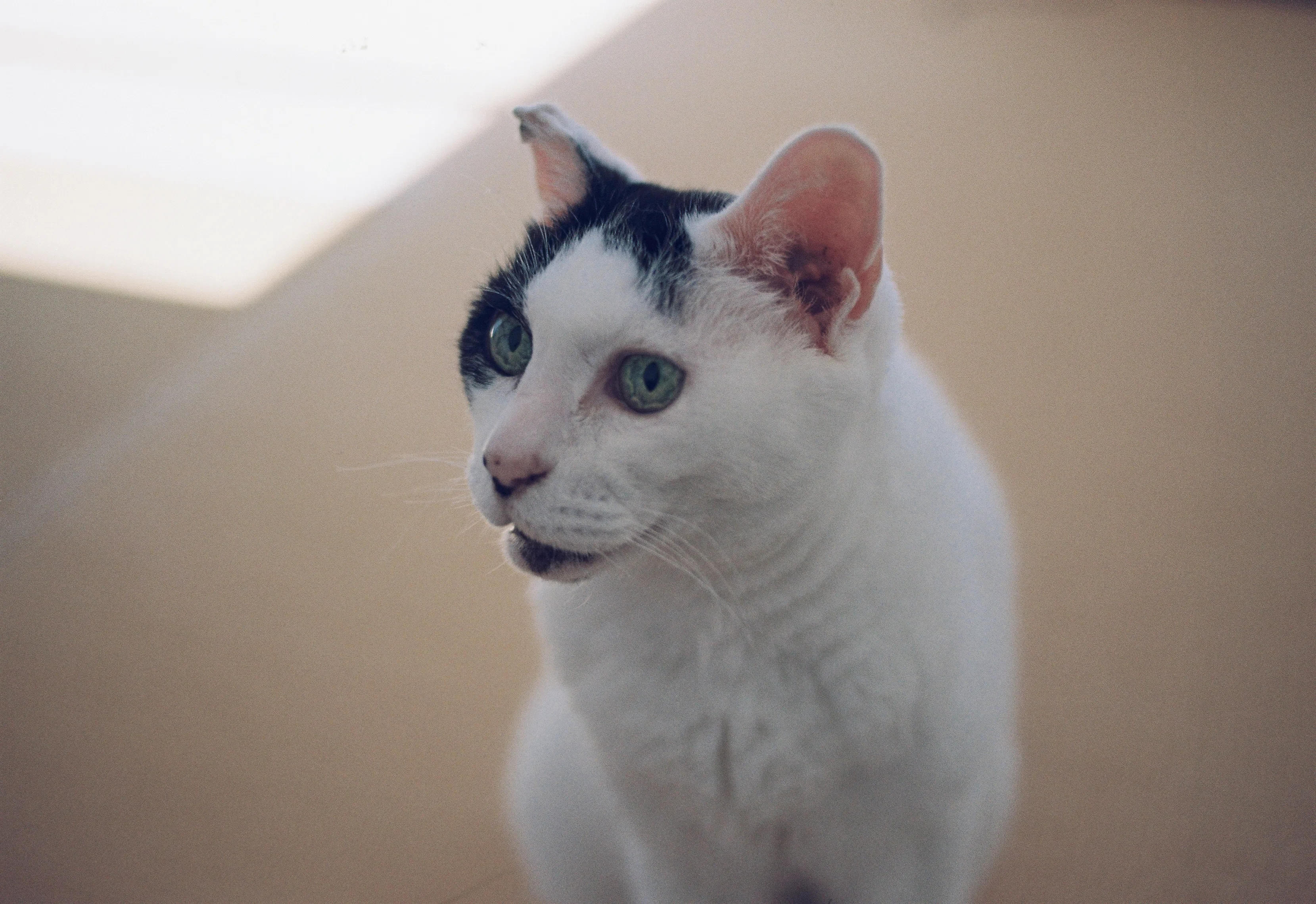 フィルムカメラとうちのねこ #53｜tabatak