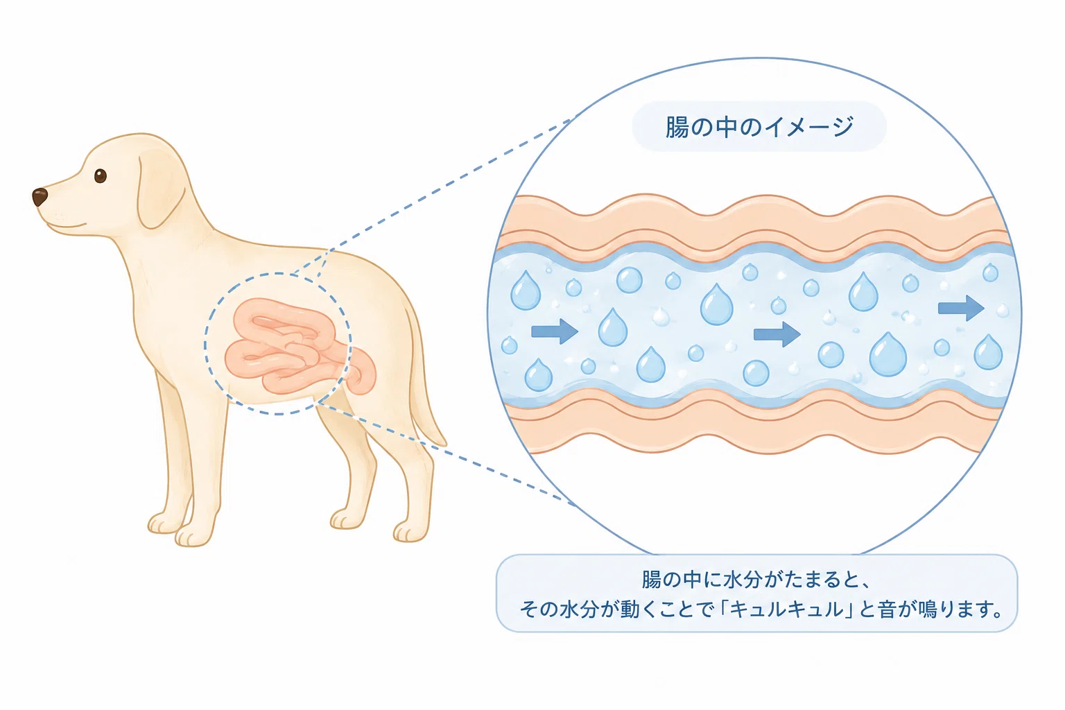 犬 お腹 が キュルキュル 鳴る