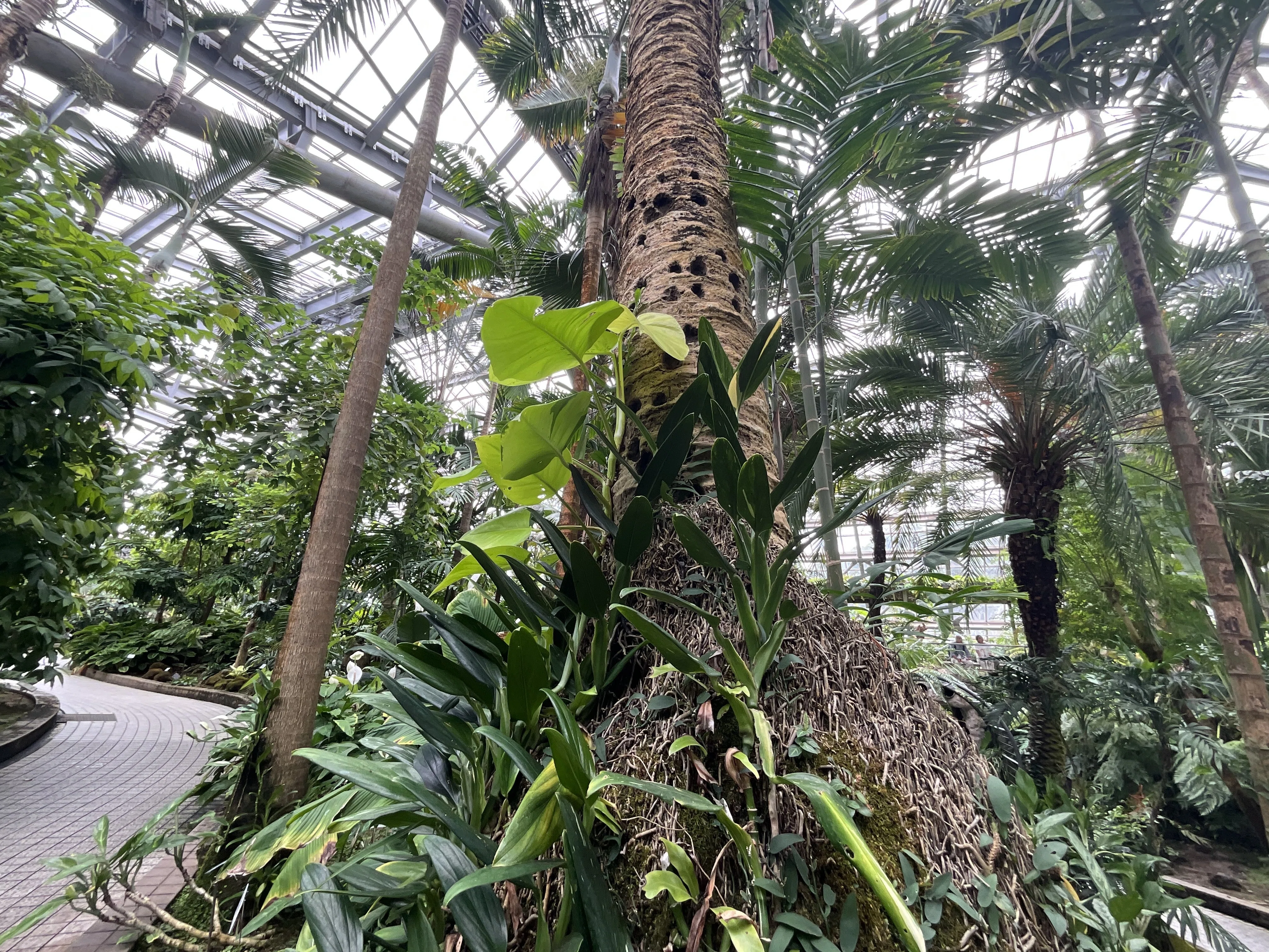 ナツメヤシ（京都府立植物園）：2026年9月5日（土）｜藤井秀昭（『京都