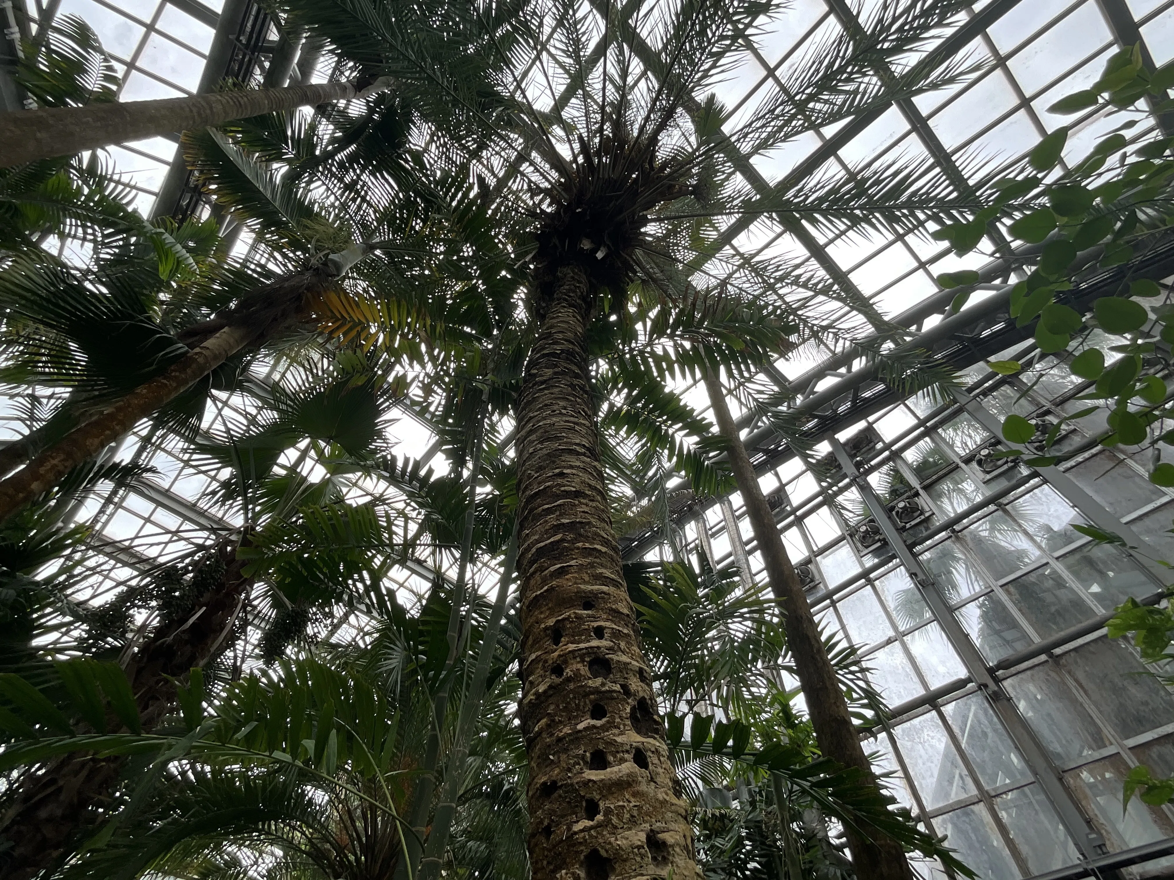 ナツメヤシ（京都府立植物園）：2026年9月5日（土）｜藤井秀昭（『京都