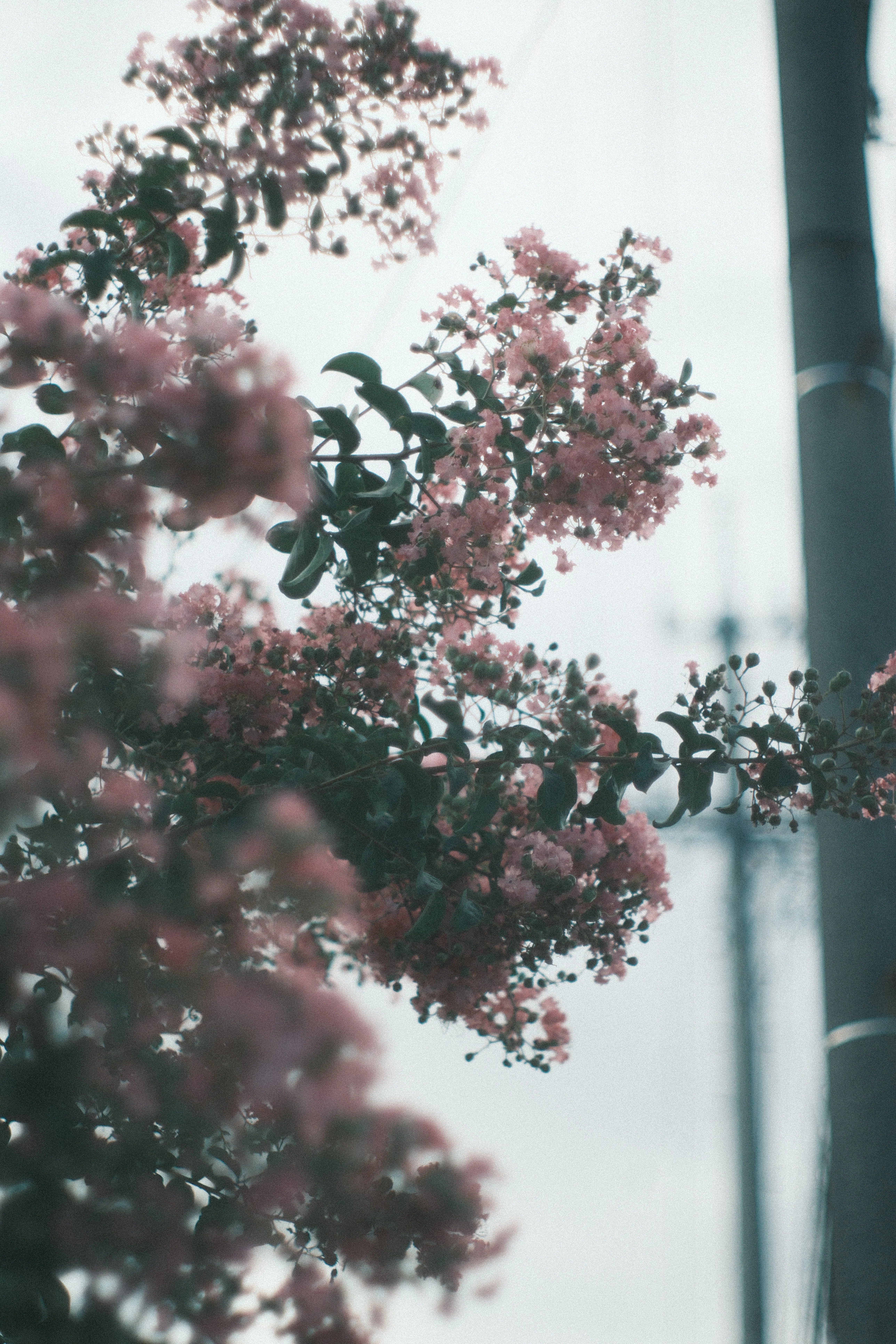 AUTO YASHINON-DX 50mm F1.4｜月曜休み。