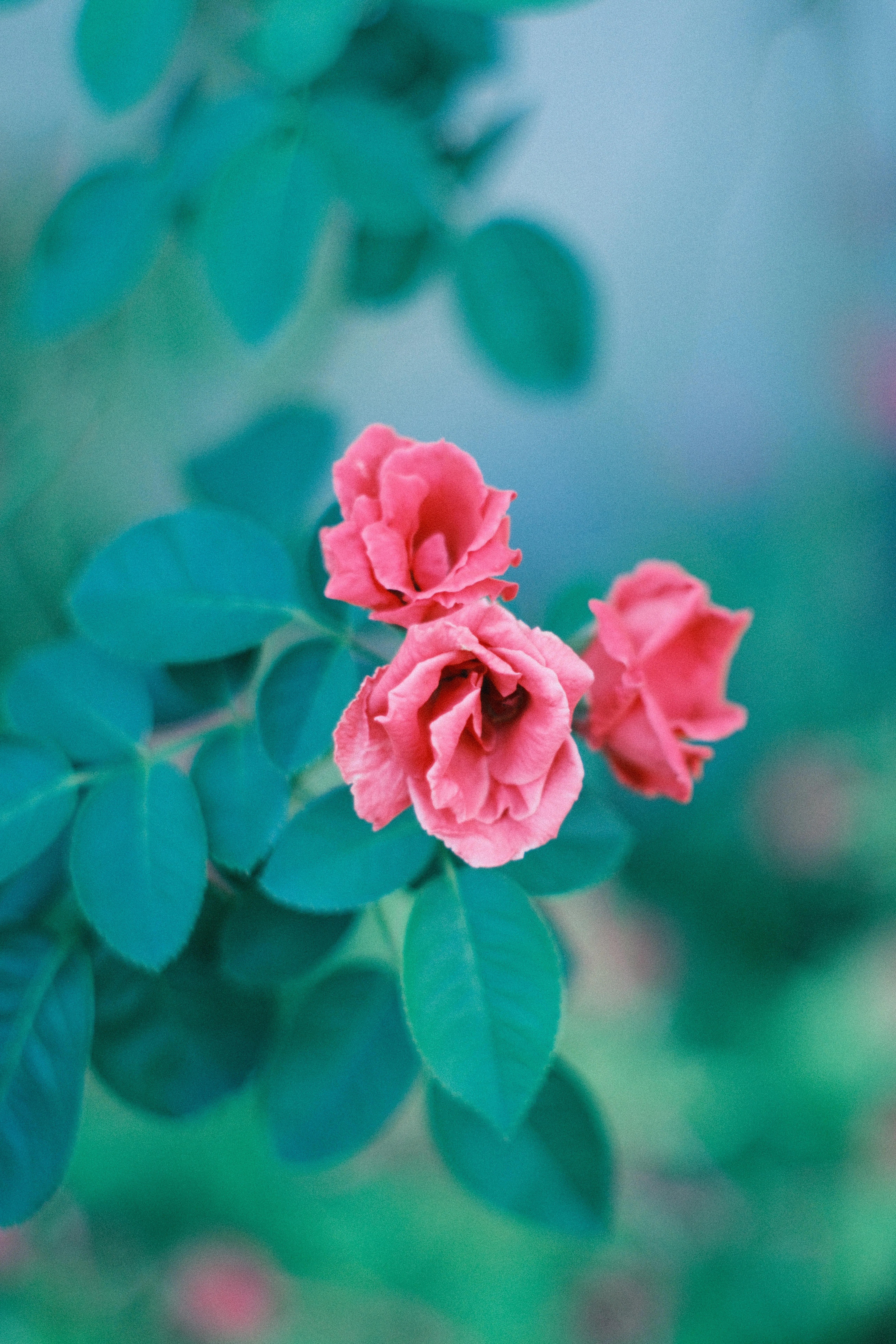 AUTO YASHINON-DX 50mm F1.4｜月曜休み。