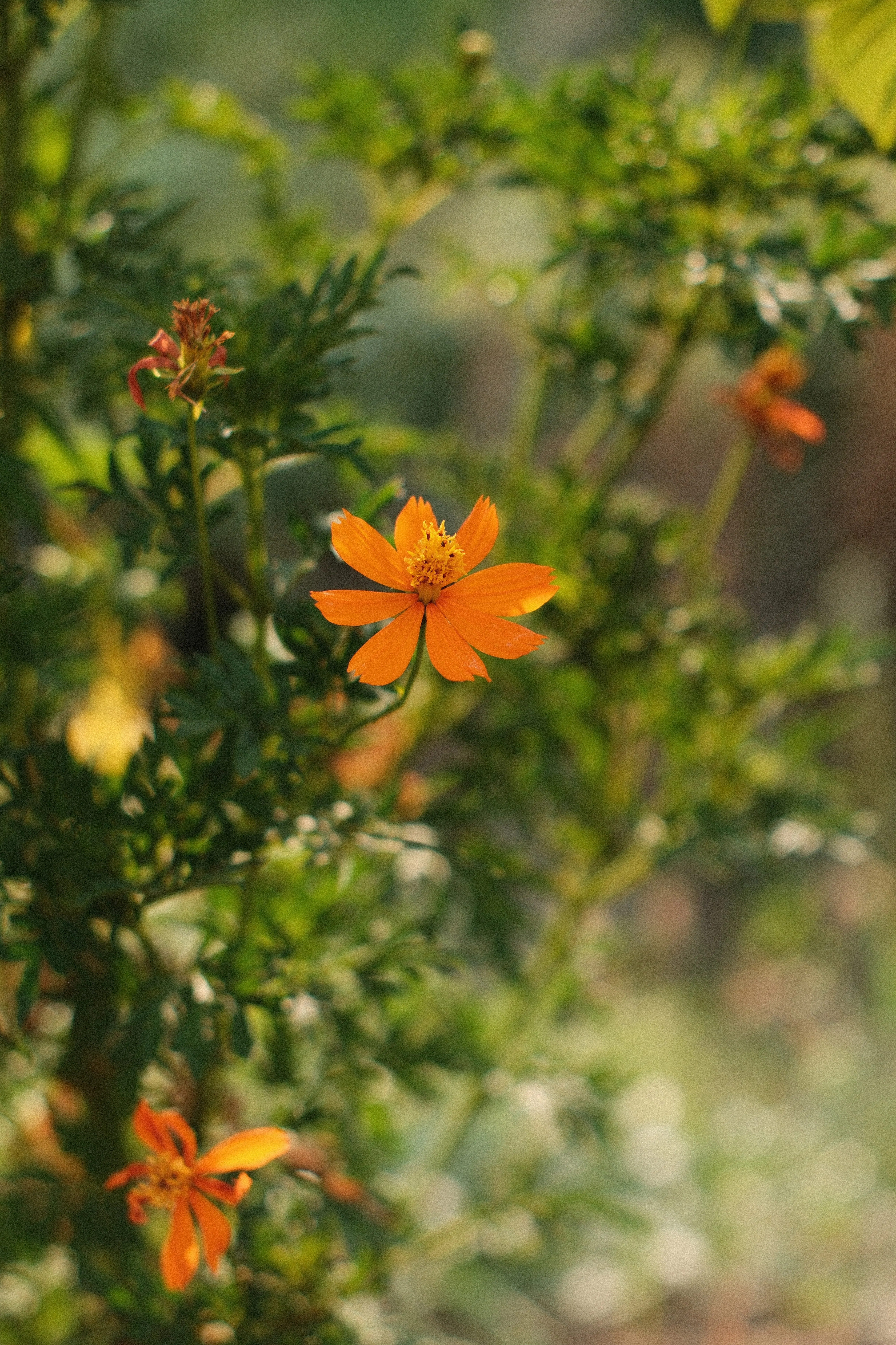 AUTO YASHINON-DX 50mm F1.4｜月曜休み。