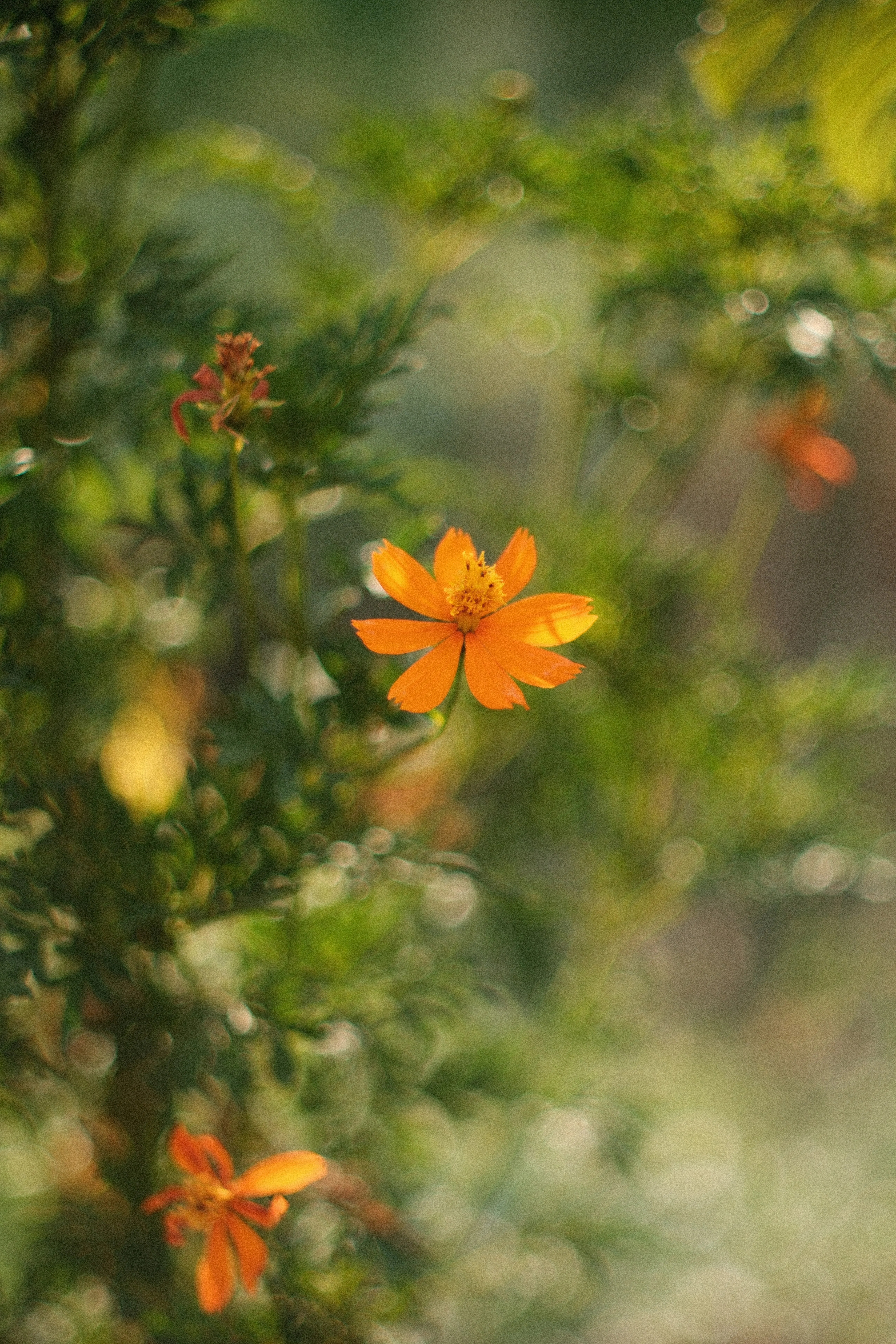 AUTO YASHINON-DX 50mm F1.4｜月曜休み。