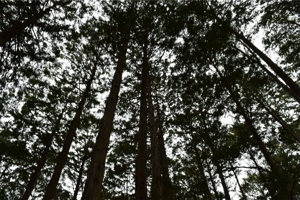 f:id:karatorisanpo3:20250401002609j:image