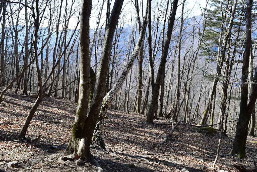 f:id:karatorisanpo3:20250301113700j:image