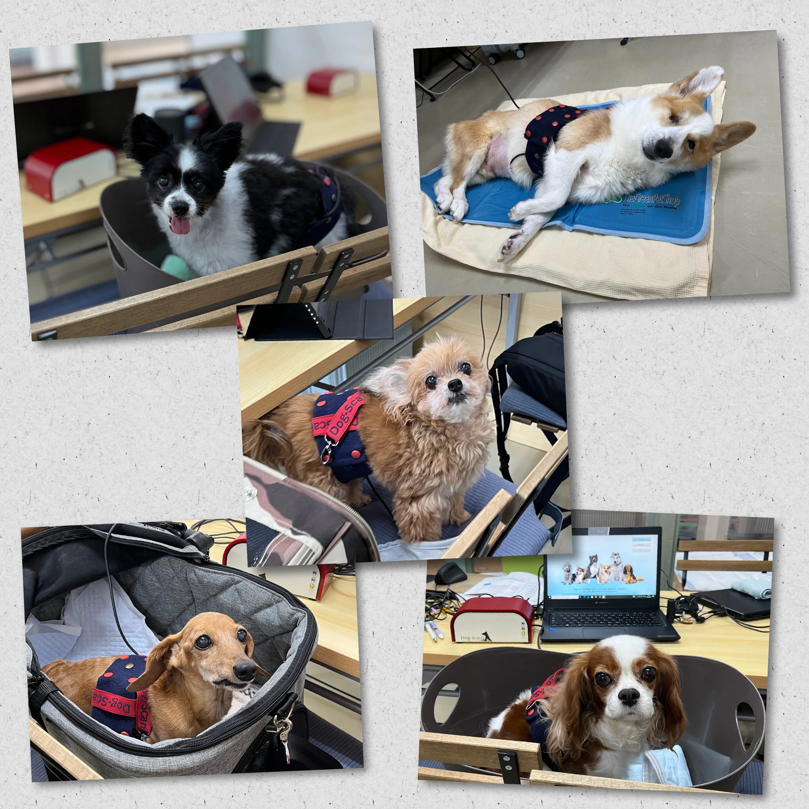 未病ケアの《Dogscan》開催しました！【ALOHA塾】 犬のしつけ