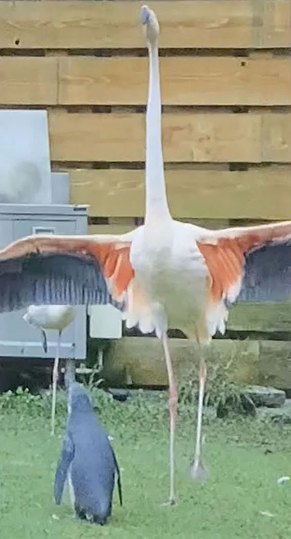 フラミンゴページです！ フラミンゴとペンギン」｜zoo_shell