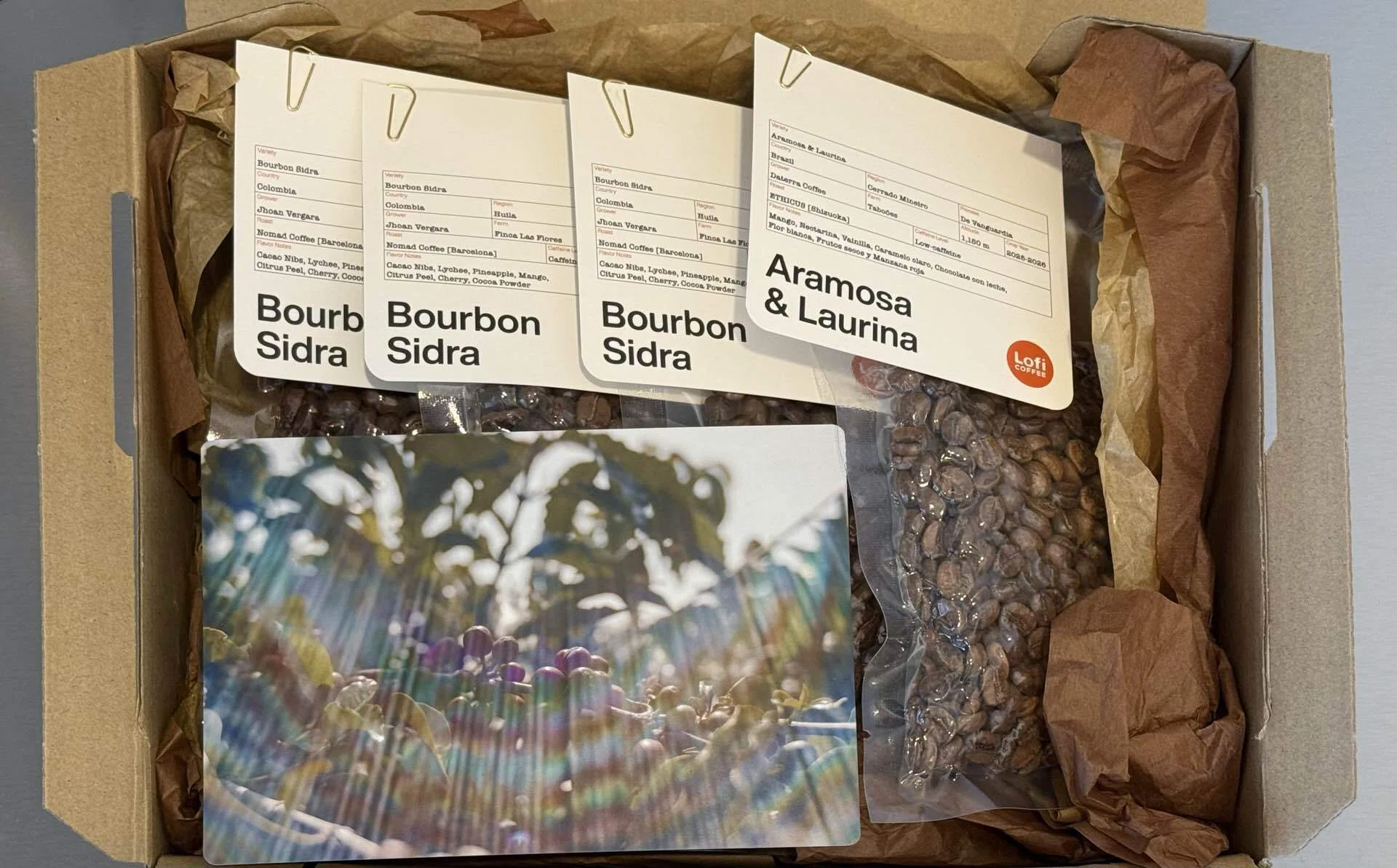 Lofi Coffee コーヒー豆 Bourbon Sidra 80g 高城剛 Vol.190 Lofi