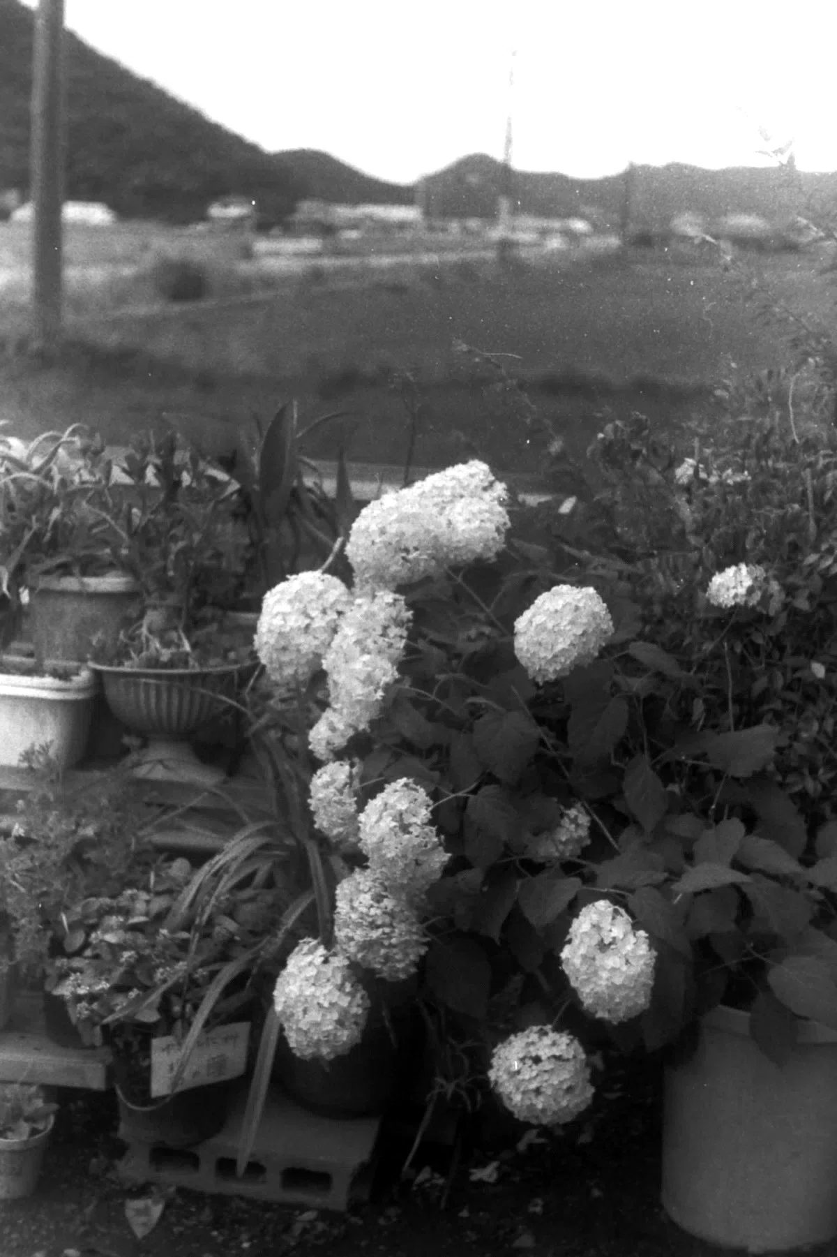 AGFA Karat 36 v2 ◑ Schneider-Kreuznach Xenon50mmF2｜いつかどこかで