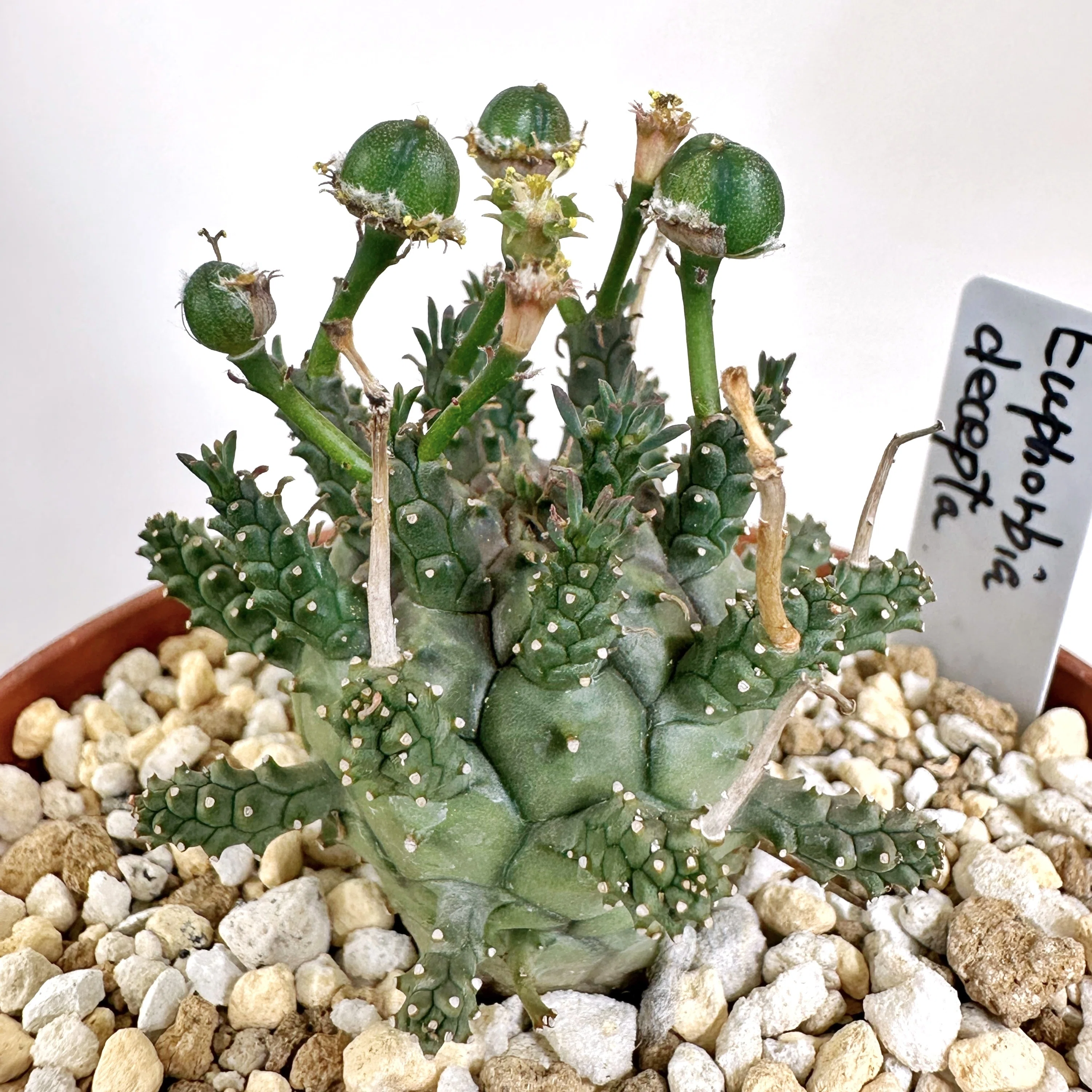 623 ユーフォルビア デセプタ/Euphorbia decepta/実生大株 623 ユーフォルビア デセプタ/Euphorbia decepta/実生大株 Euphorbia