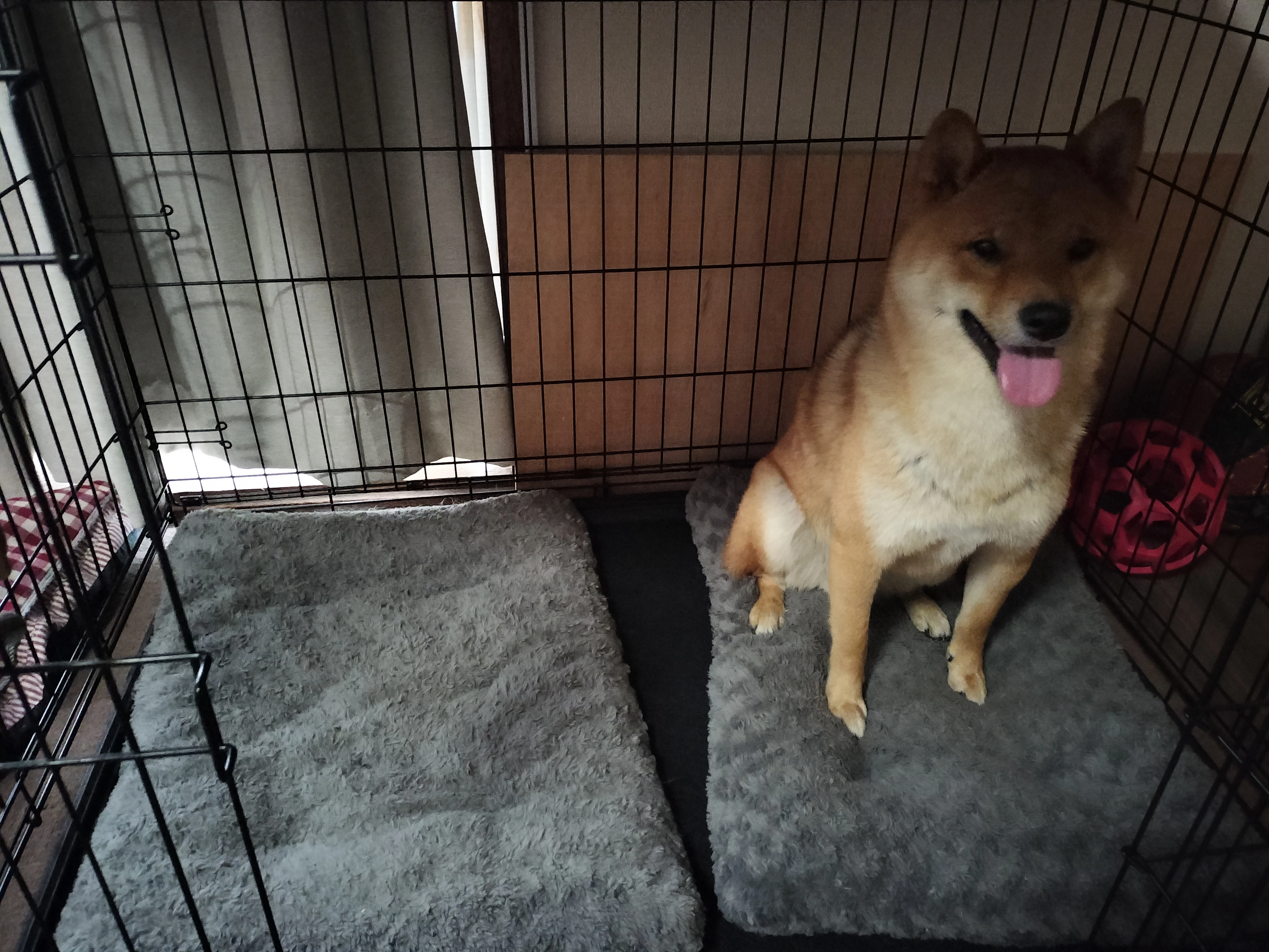 Amazonスマイルセールで購入予定の物 柴犬関連多め｜Masa