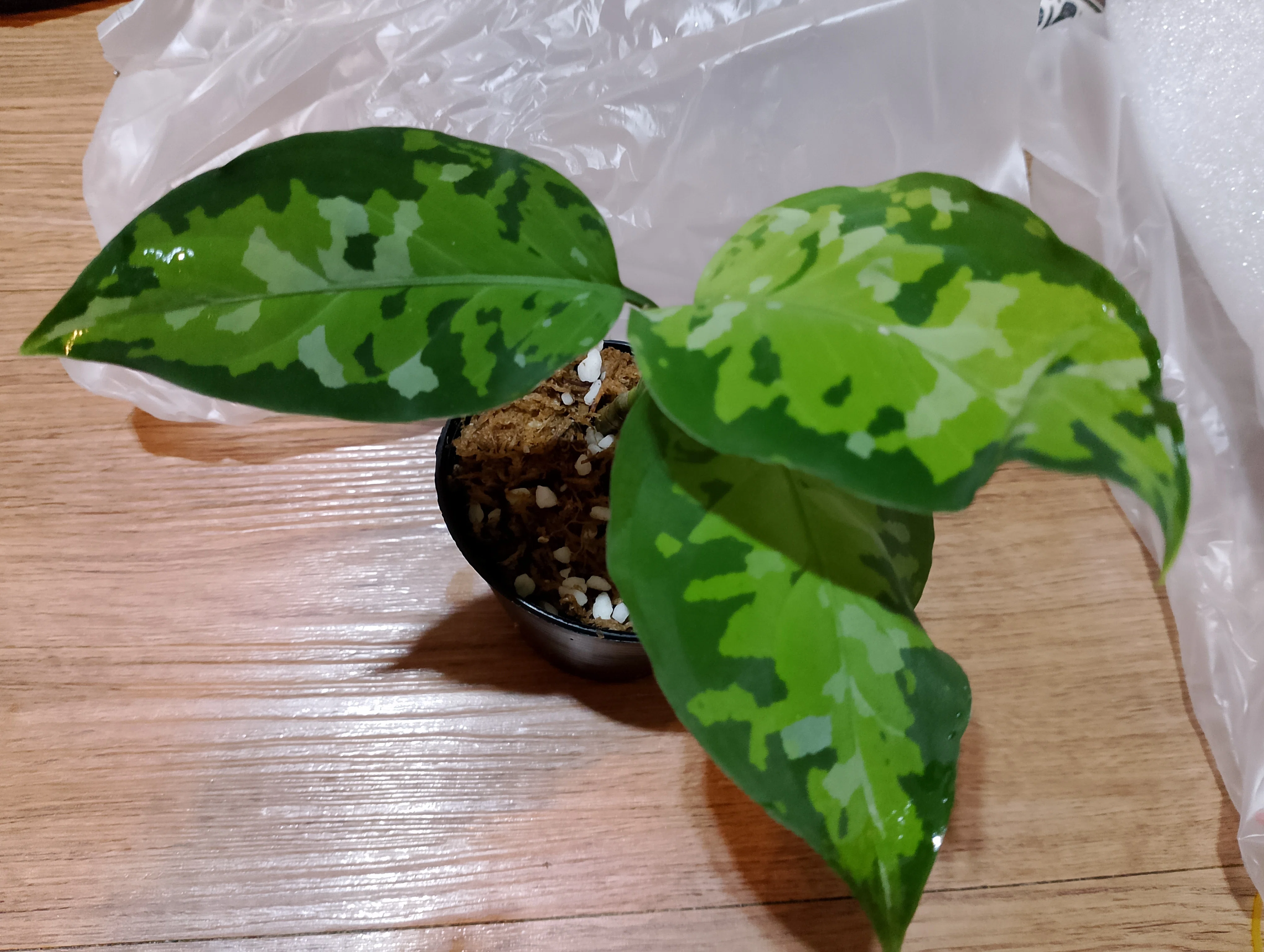 タイ🇹🇭観葉植物通販 迷彩柄の アグラオネマ ピクタム トリカラー｜toshi