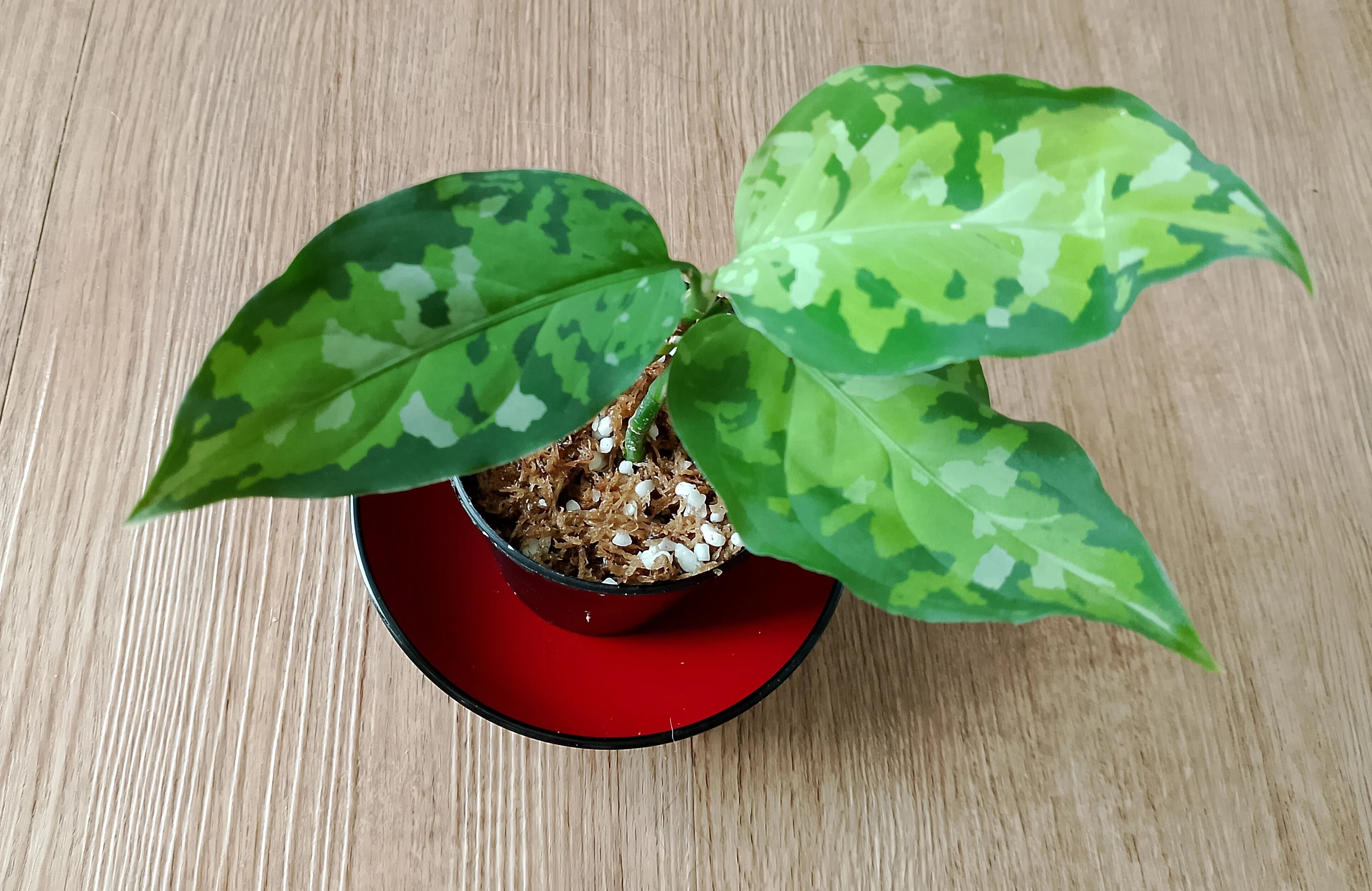 タイ🇹🇭観葉植物通販 迷彩柄の アグラオネマ ピクタム トリカラー｜toshi