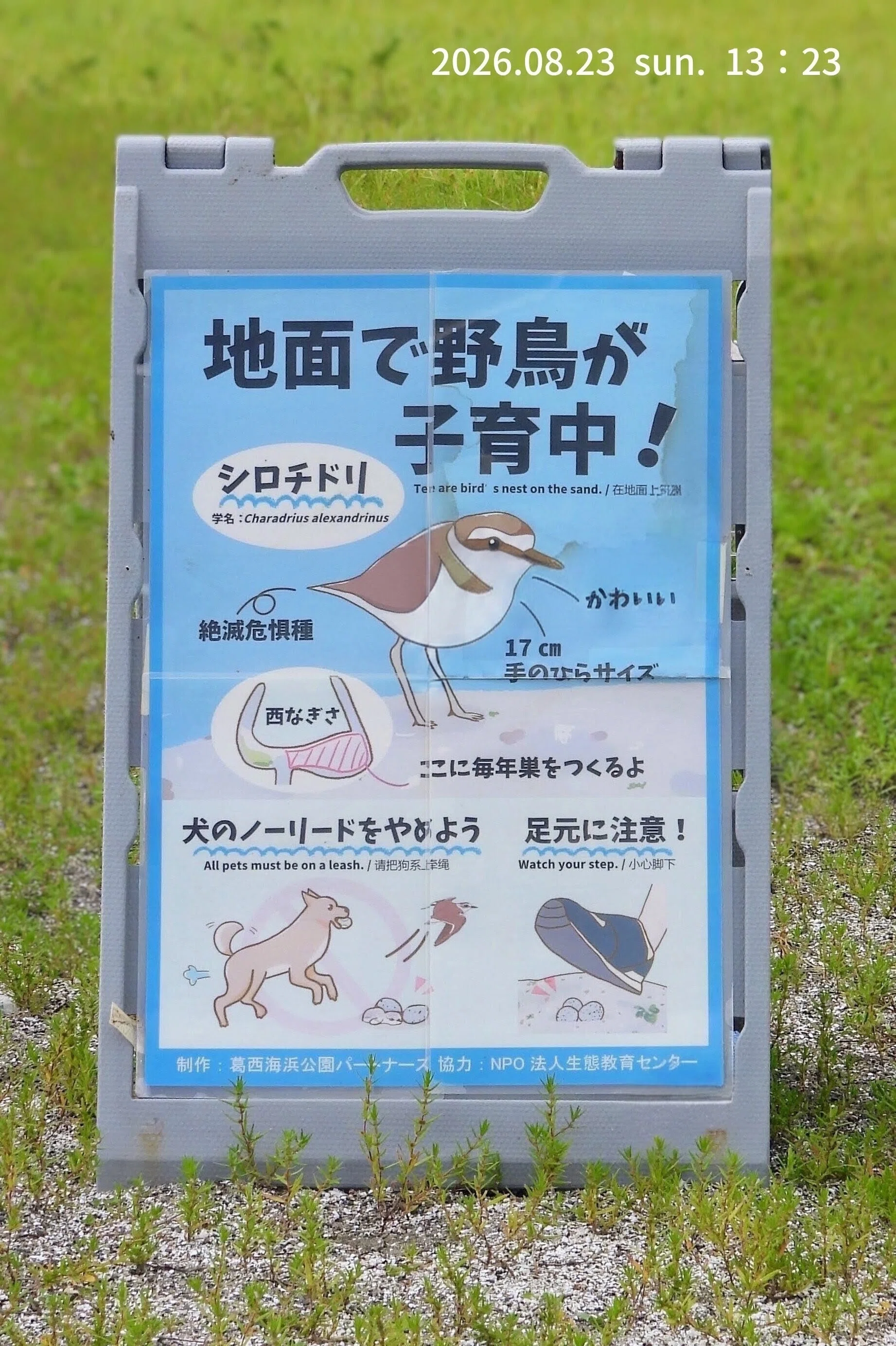 阿呆鳥様、専用ページ 野鳥たちのいる風景 2026.08.23 sun. 東京都江戸川区。｜michio
