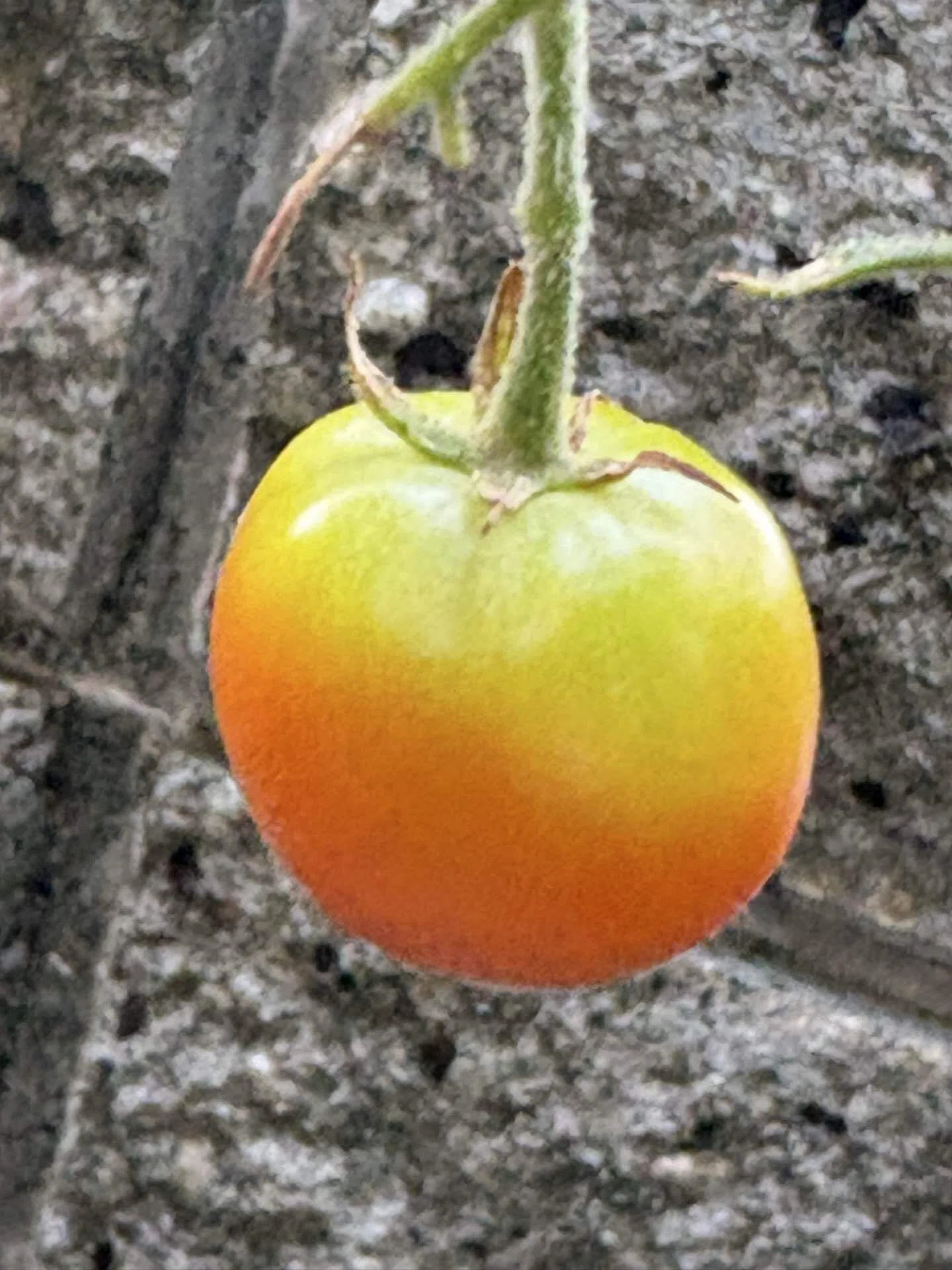 とまとページ トマト☺︎ Tomato, Orange Zinger Hybrid, Cherry/Grape Tomato Seeds