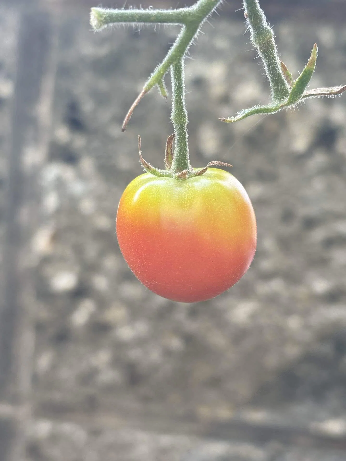 My First Cherry Tomatoes 20: The Day I Harvested the Last Fruit
