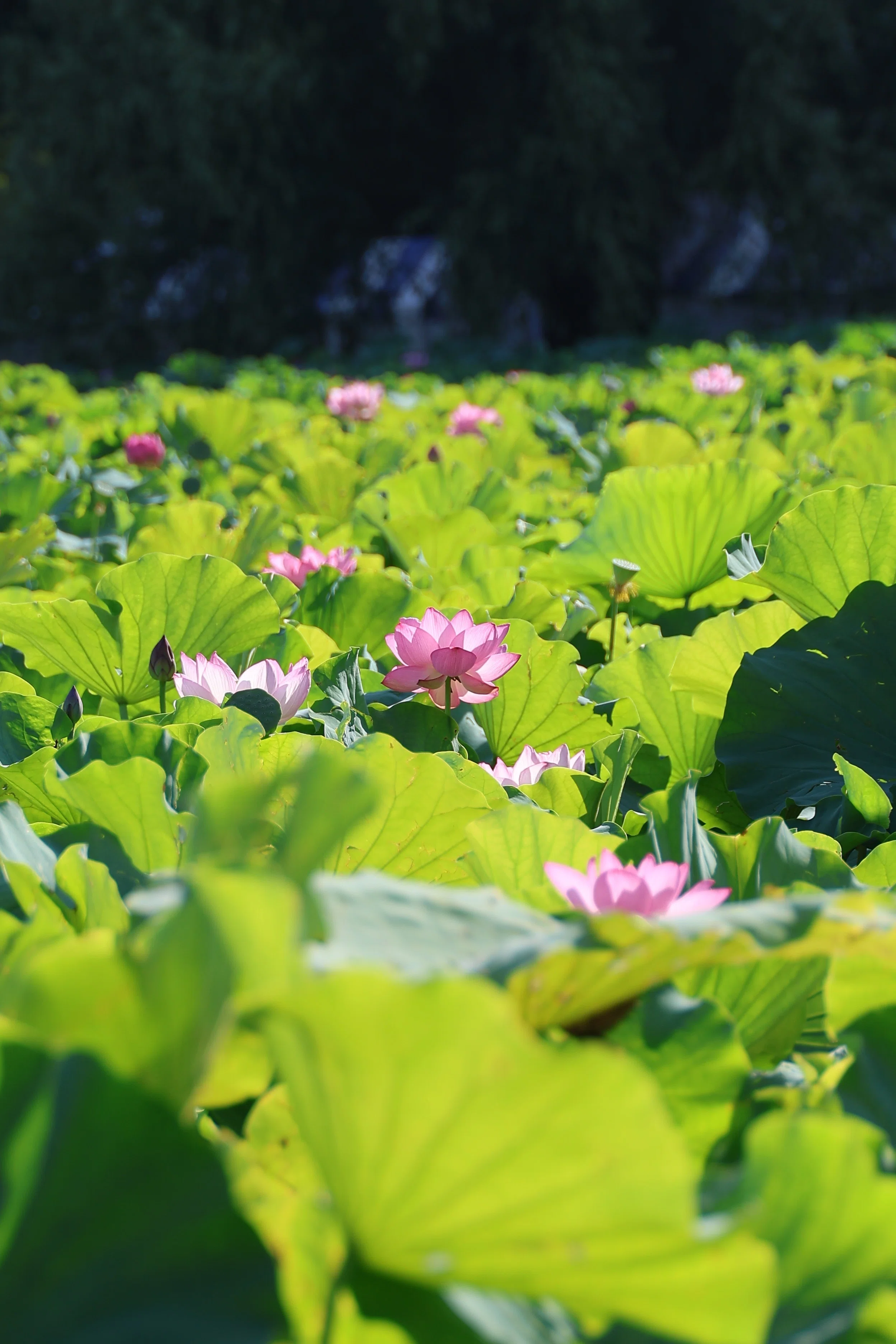 蓮の花(写真)【続編】東京上野 2026年8月｜Peter November