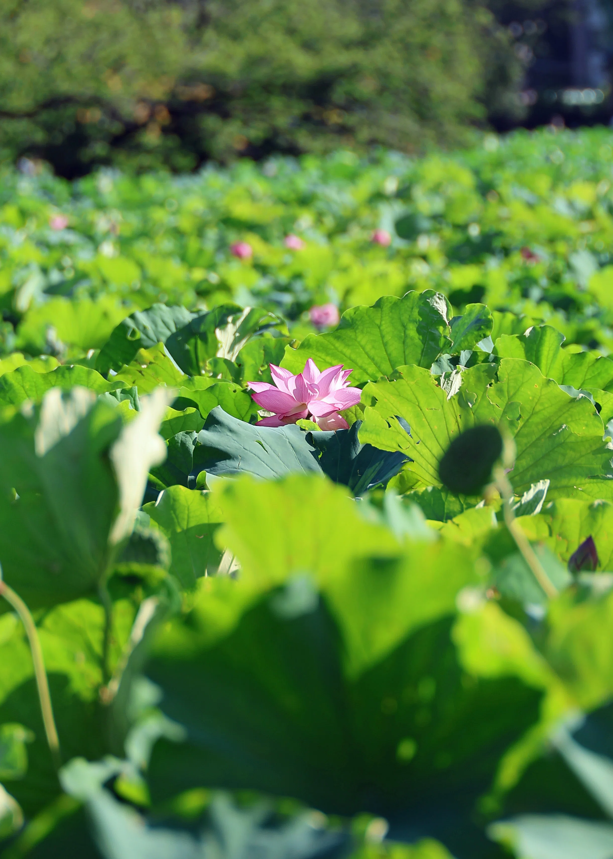 蓮の花(写真)【続編】東京上野 2026年8月｜Peter November