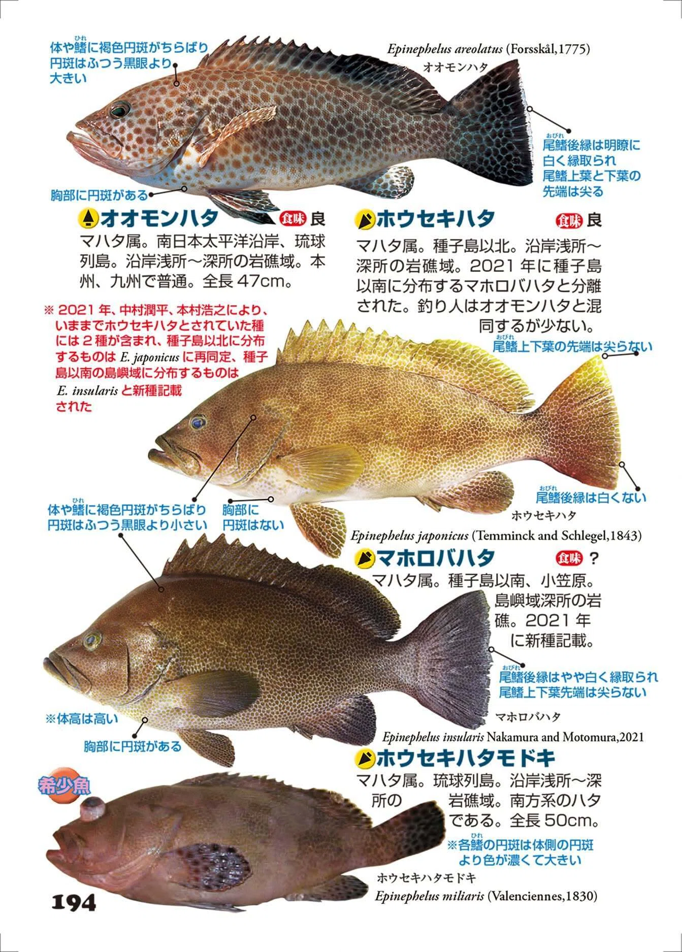 魚類ページ 写真探索・釣魚1400種図鑑』【第6刷】直しご報告｜小西英人