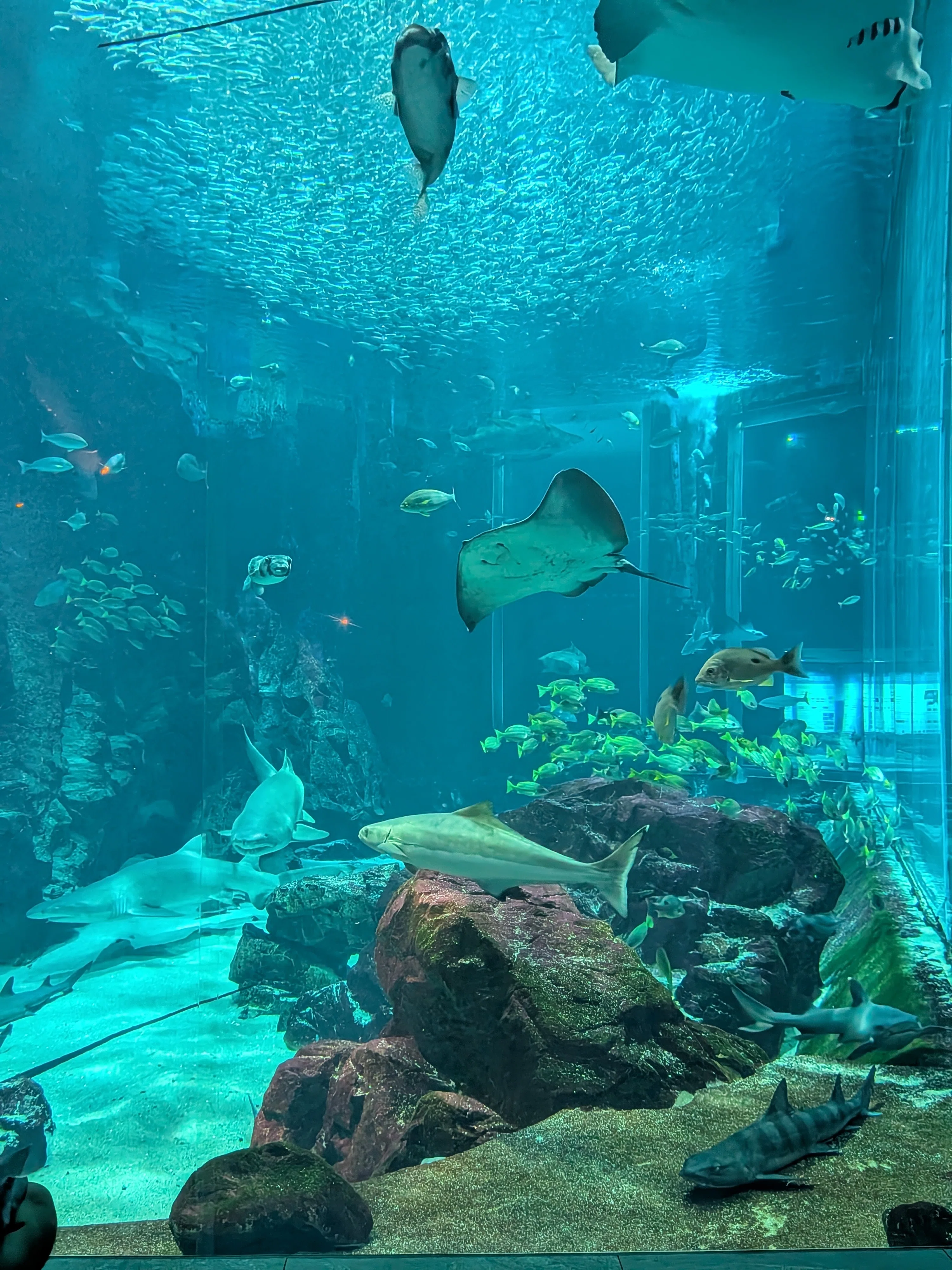 メガマウスの標本に宿る、研究者たちの情熱 ―福岡、海の中道水族館