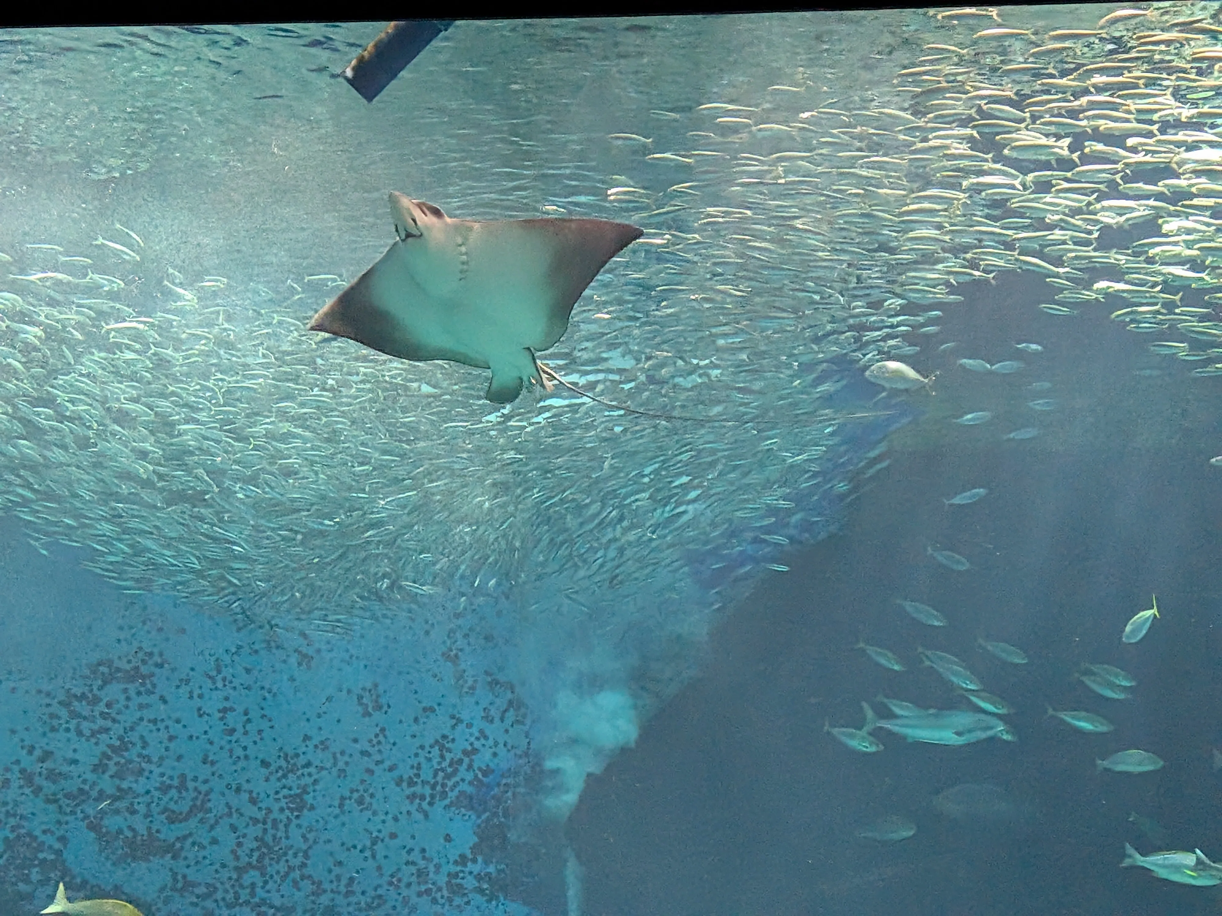 メガマウスの標本に宿る、研究者たちの情熱 ―福岡、海の中道水族館