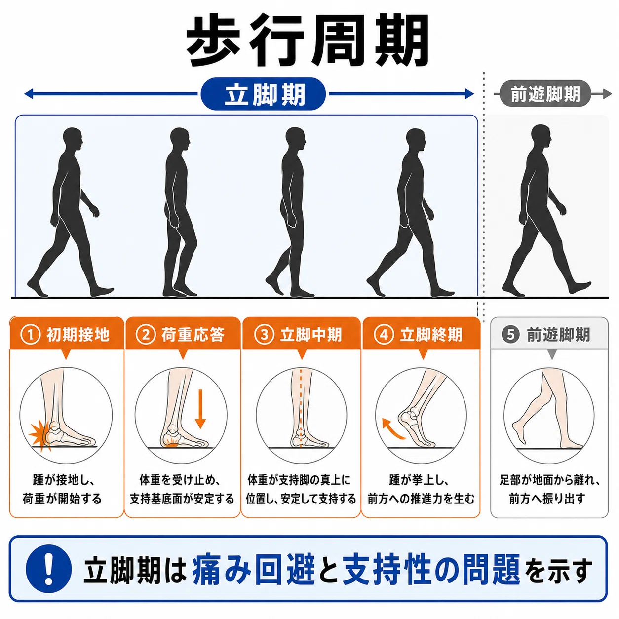 理学療法士が現場で見る歩行分析のチェックポイント｜神谷なおき|半年