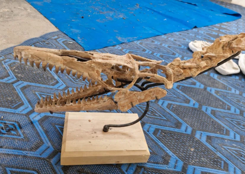 57.モササウルス 頭骨化石とは？首付きスカルの迫力 Mosasaurus Skull