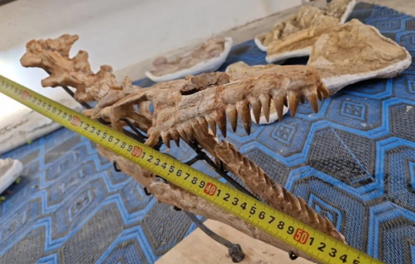 57.モササウルス 頭骨化石とは？首付きスカルの迫力 Mosasaurus Skull