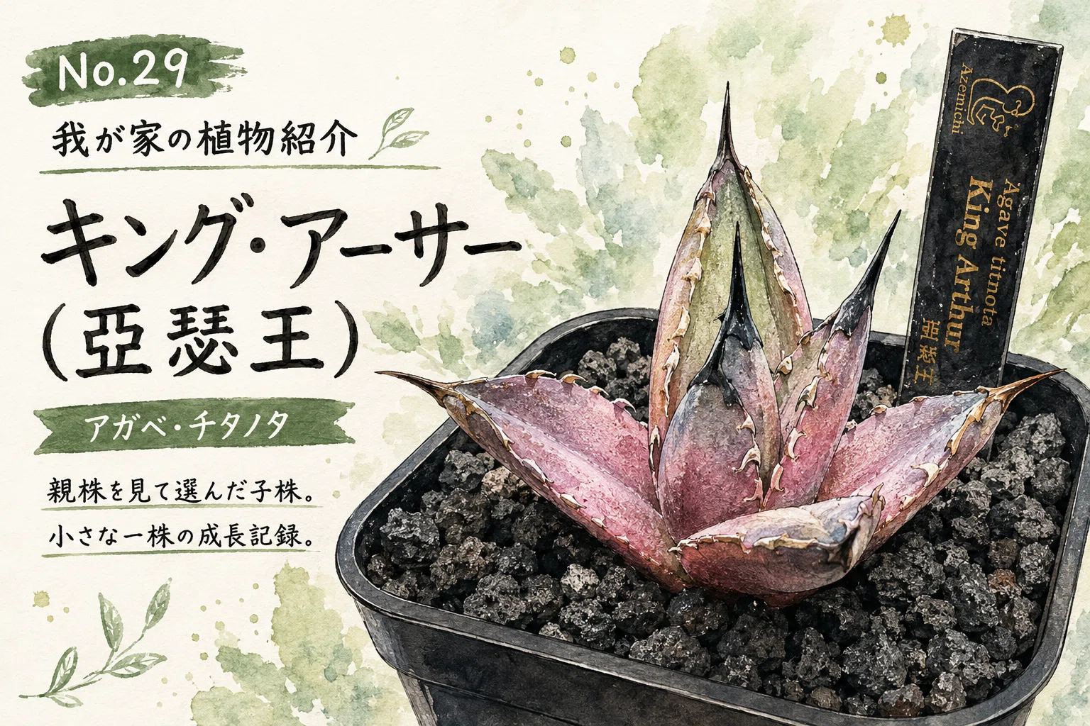 No.29 我が家の植物紹介「キング・アーサー（亞瑟王）」｜マキ爬虫類