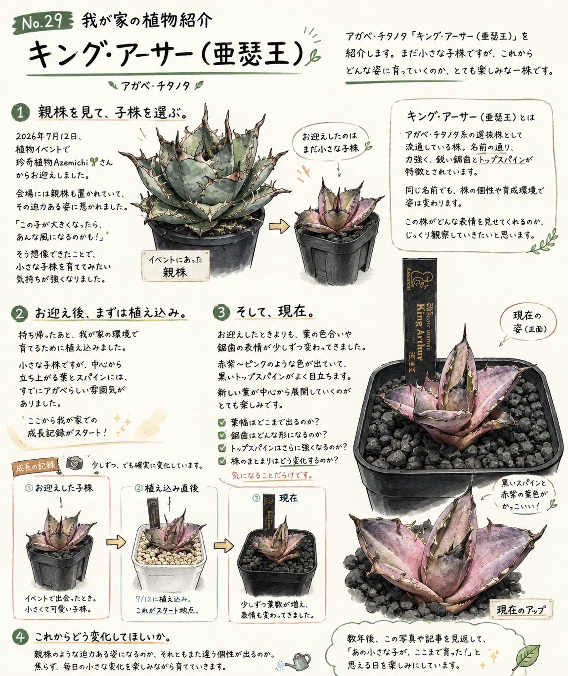 【育成株】アガベ　チタノタ　オテロイ　亞瑟王　キングアーサー　毒刺産　2 No.29 我が家の植物紹介「キング・アーサー（亞瑟王）」｜マキ爬虫類