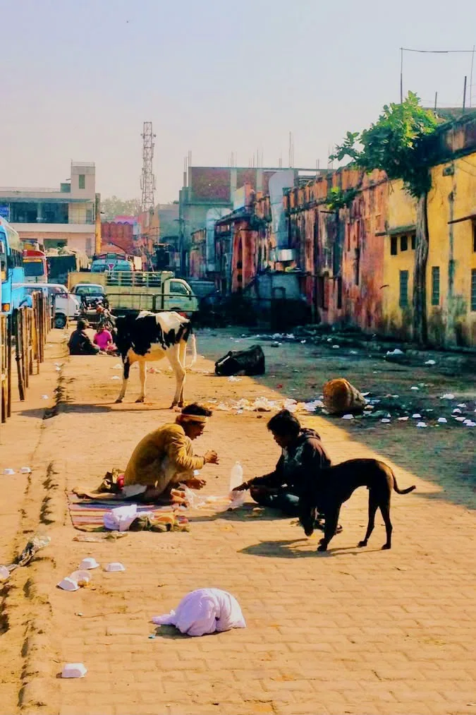 インド、ジャイプール。人、犬、牛が路上で仲良く朝ご飯。