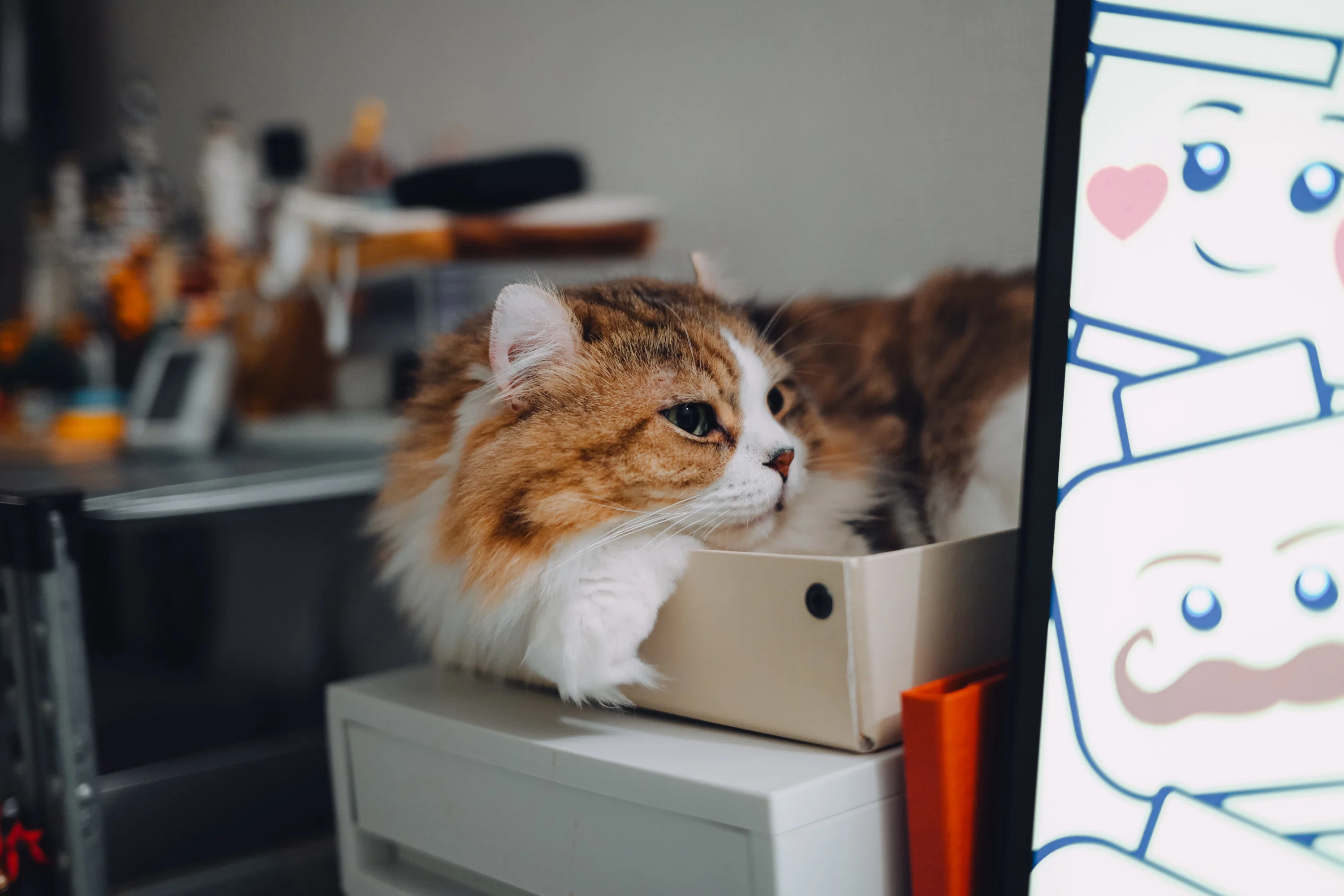 久しぶりにNikon Z 7と猫｜カトウタクミ