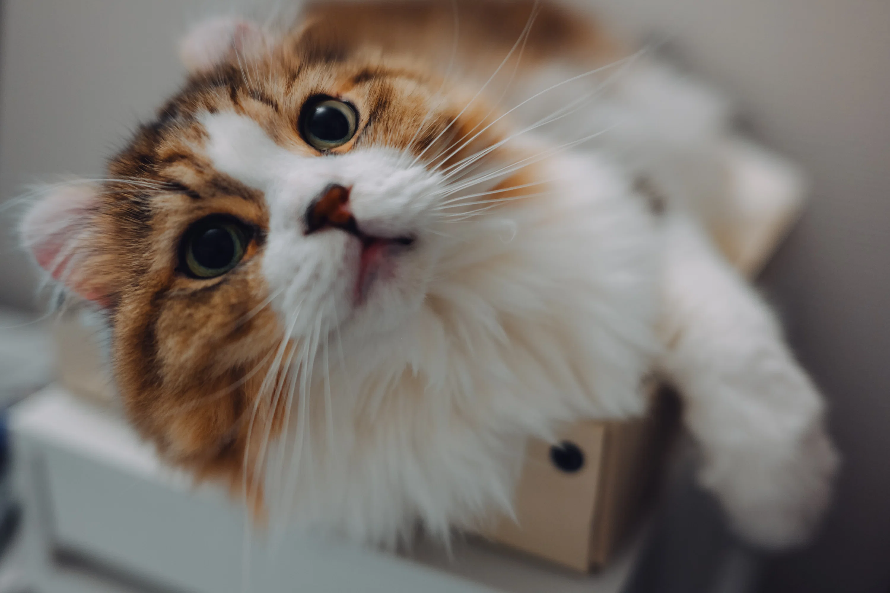 久しぶりにNikon Z 7と猫｜カトウタクミ