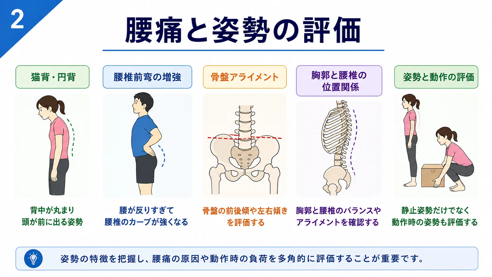 理学療法士向け】腰痛の評価と運動療法｜姿勢・病態・セルフ